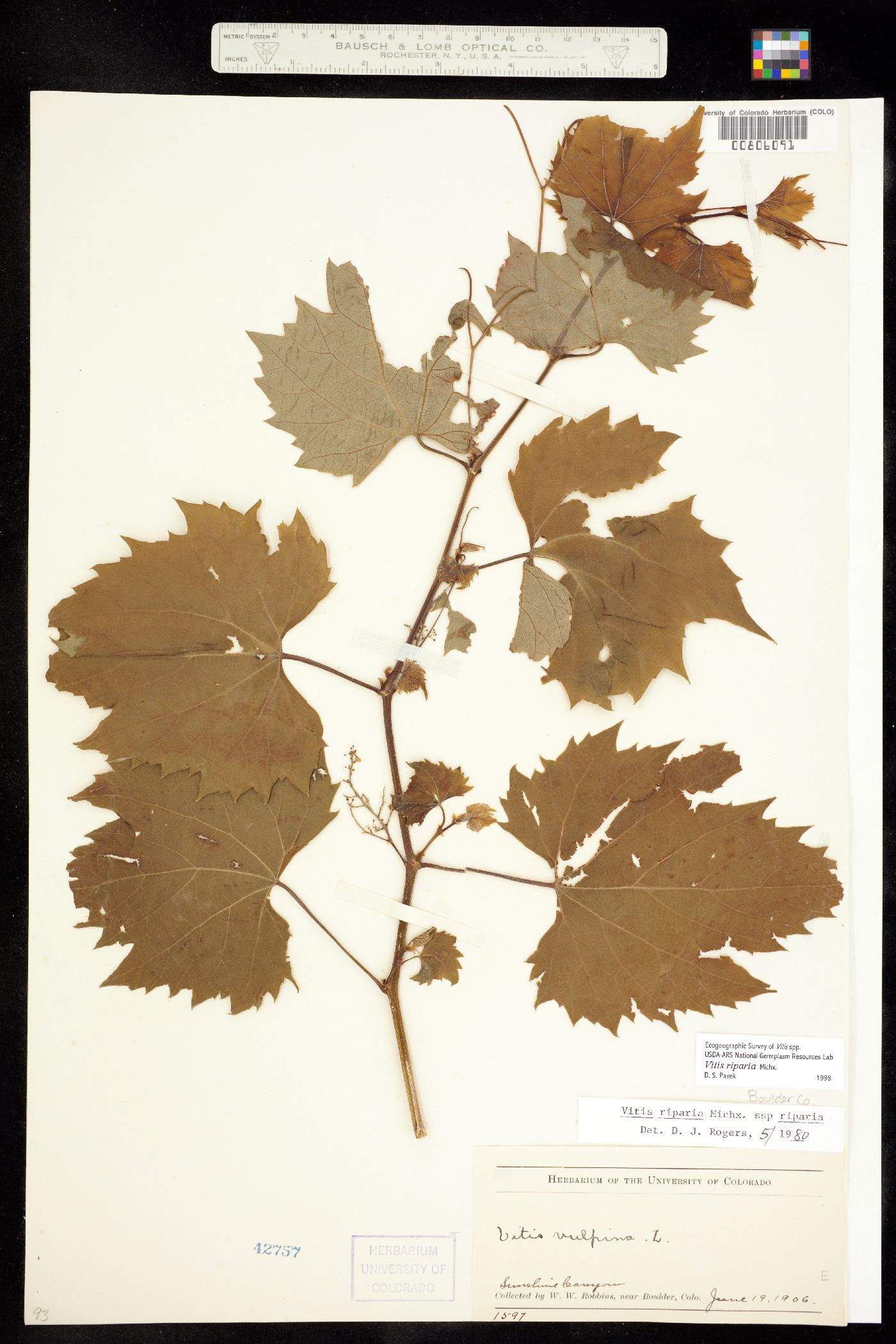 Vitis riparia ssp riparia image