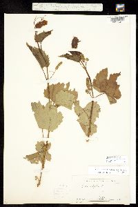 Image of Vitis riparia ssp riparia