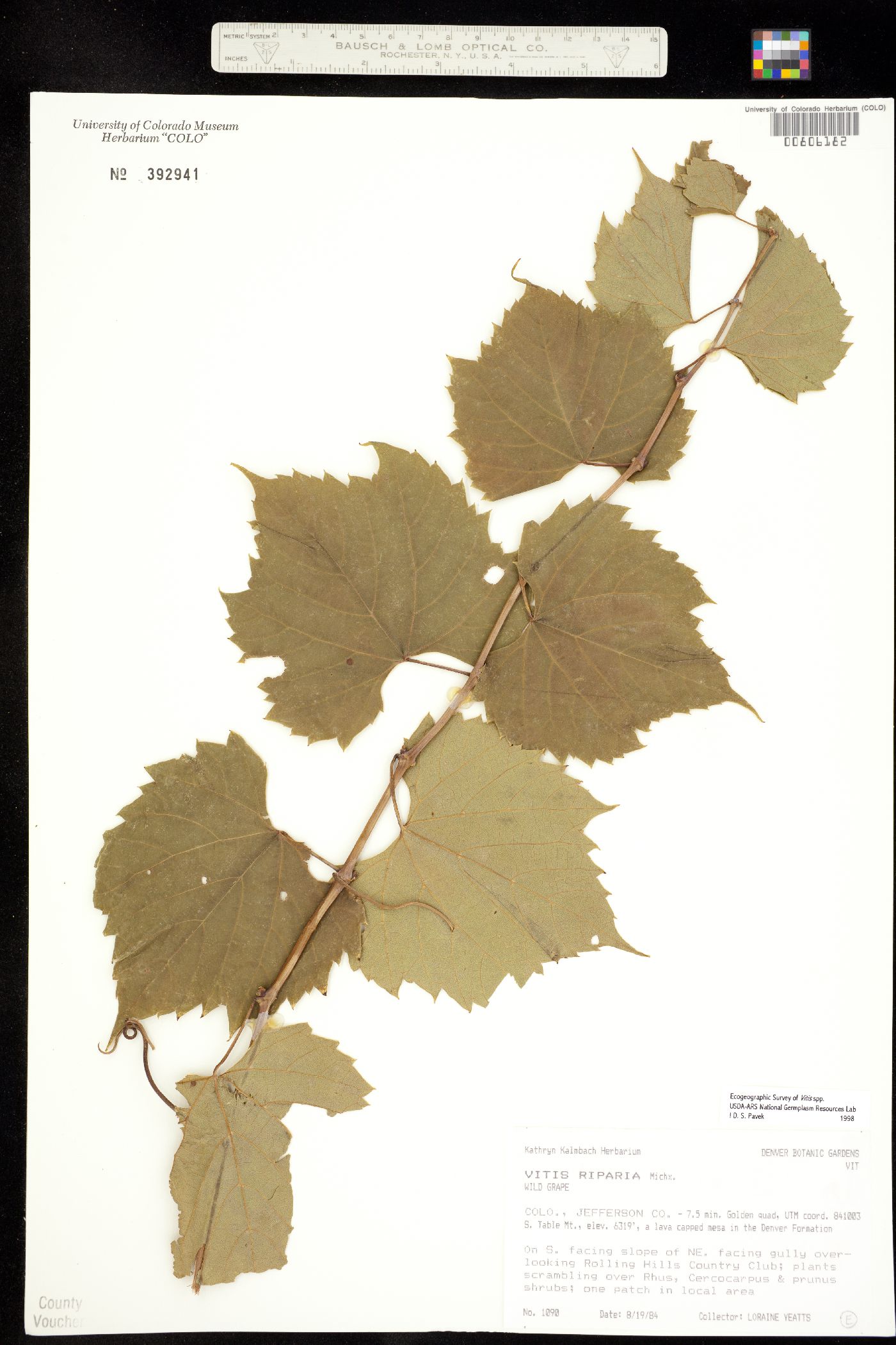 Vitaceae image