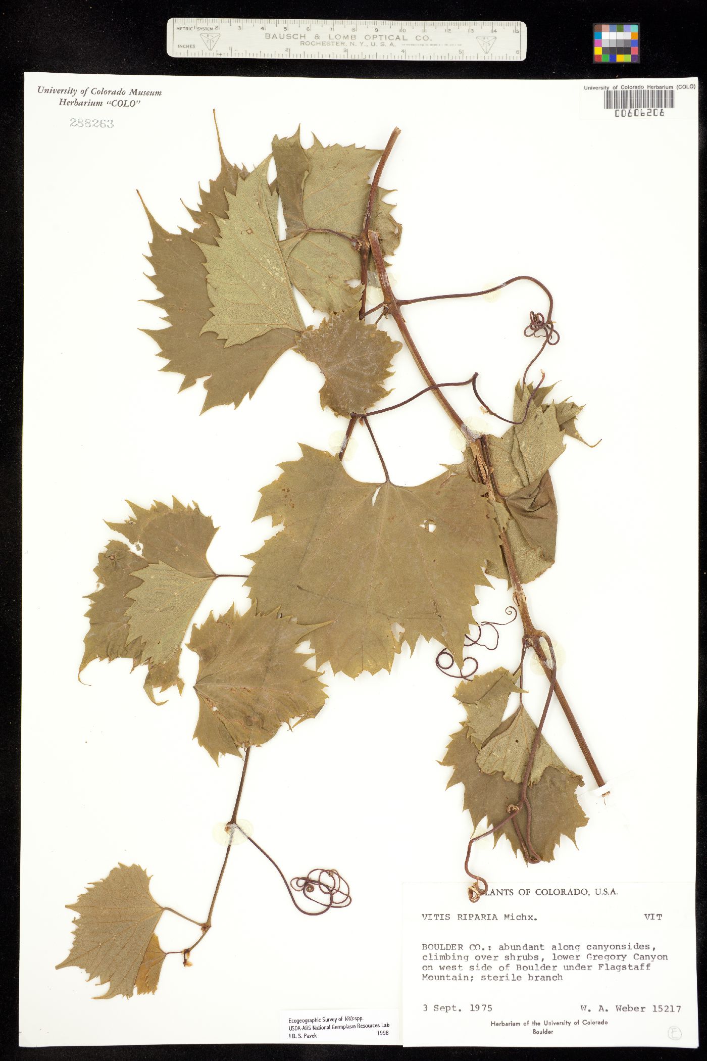 Vitis riparia ssp riparia image