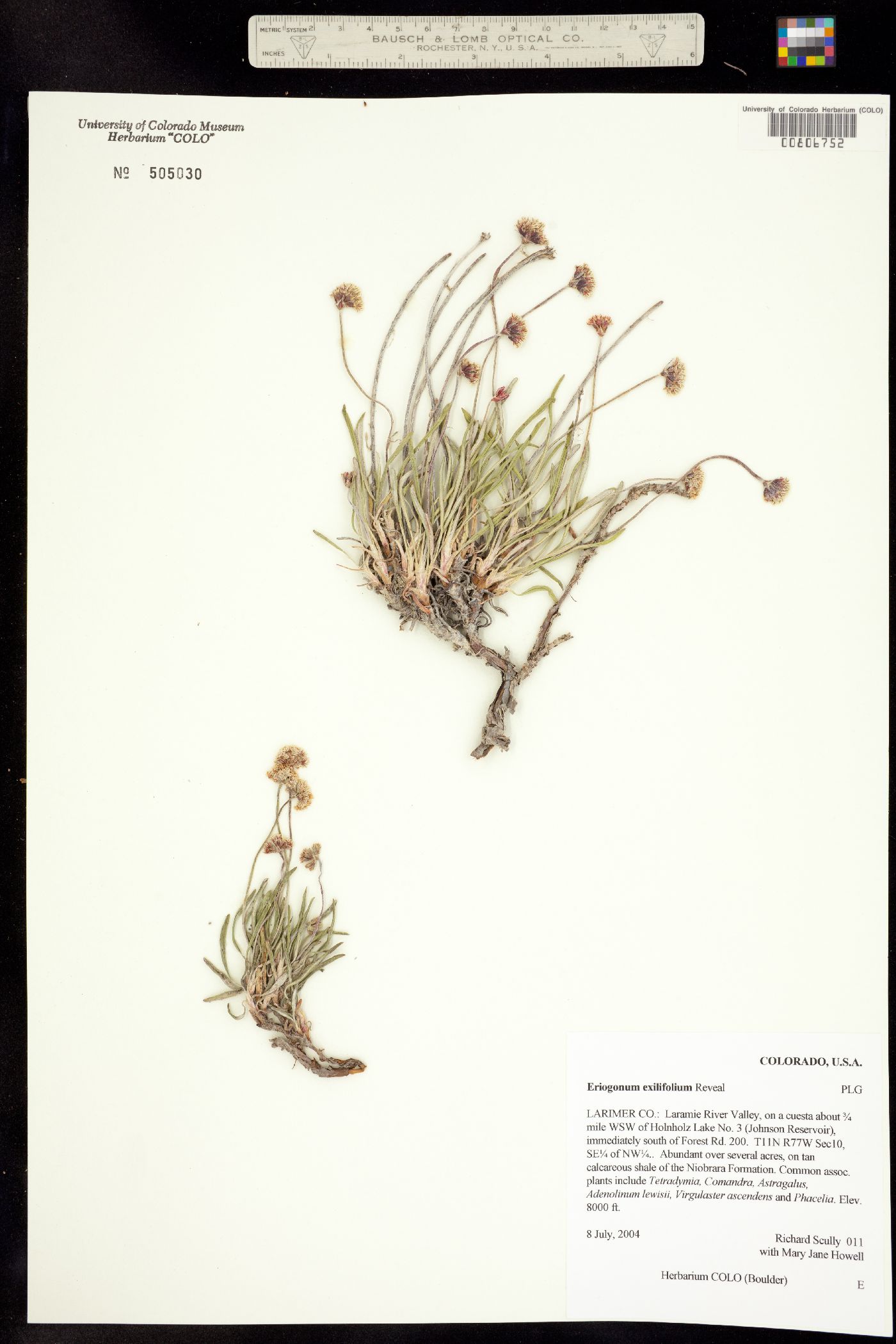 Eriogonum exilifolium image