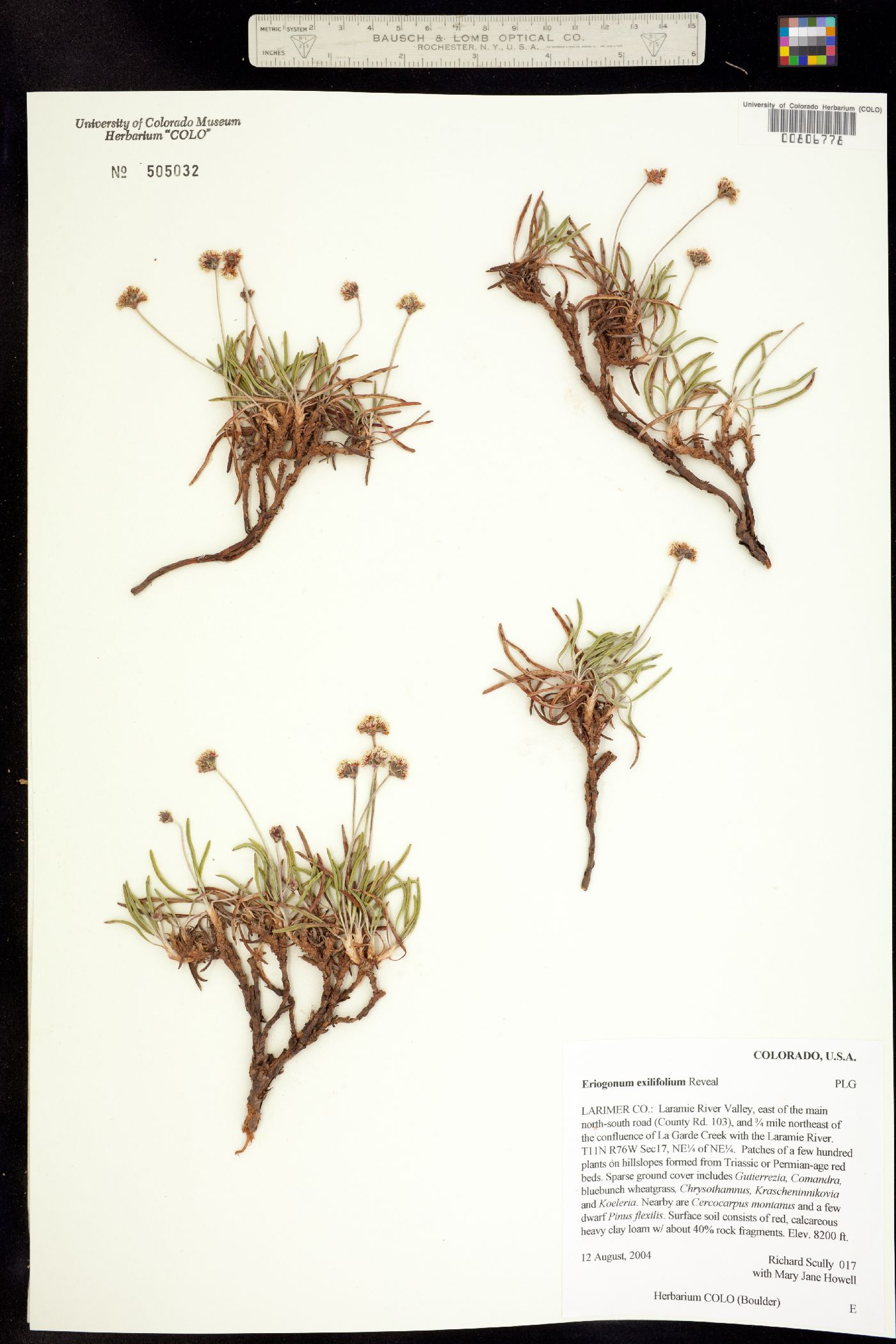 Eriogonum exilifolium image