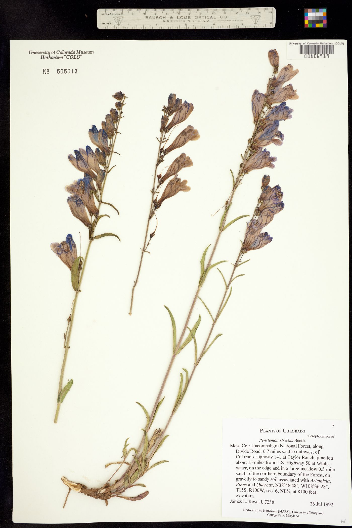 Penstemon strictus image