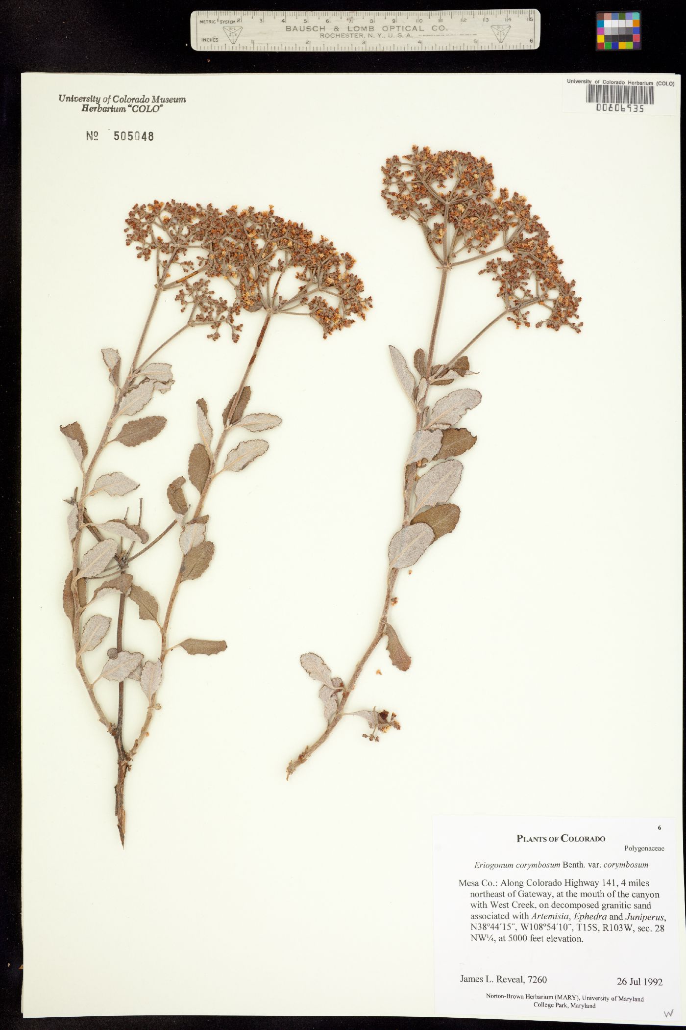 Eriogonum corymbosum var. corymbosum image