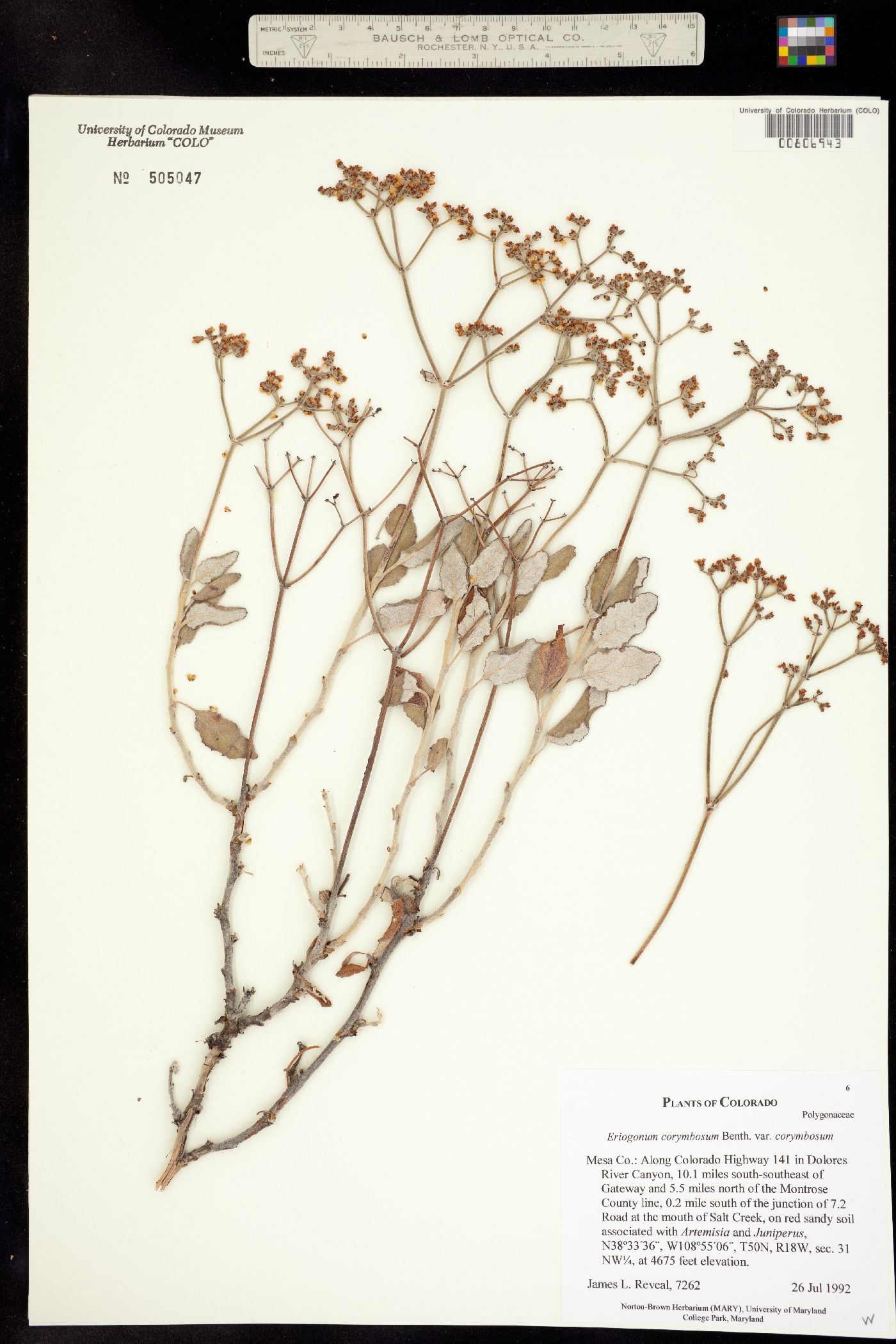 Eriogonum corymbosum var. corymbosum image