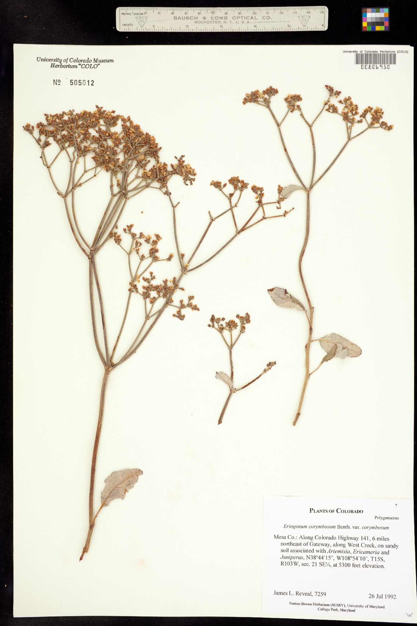 Eriogonum corymbosum var. corymbosum image