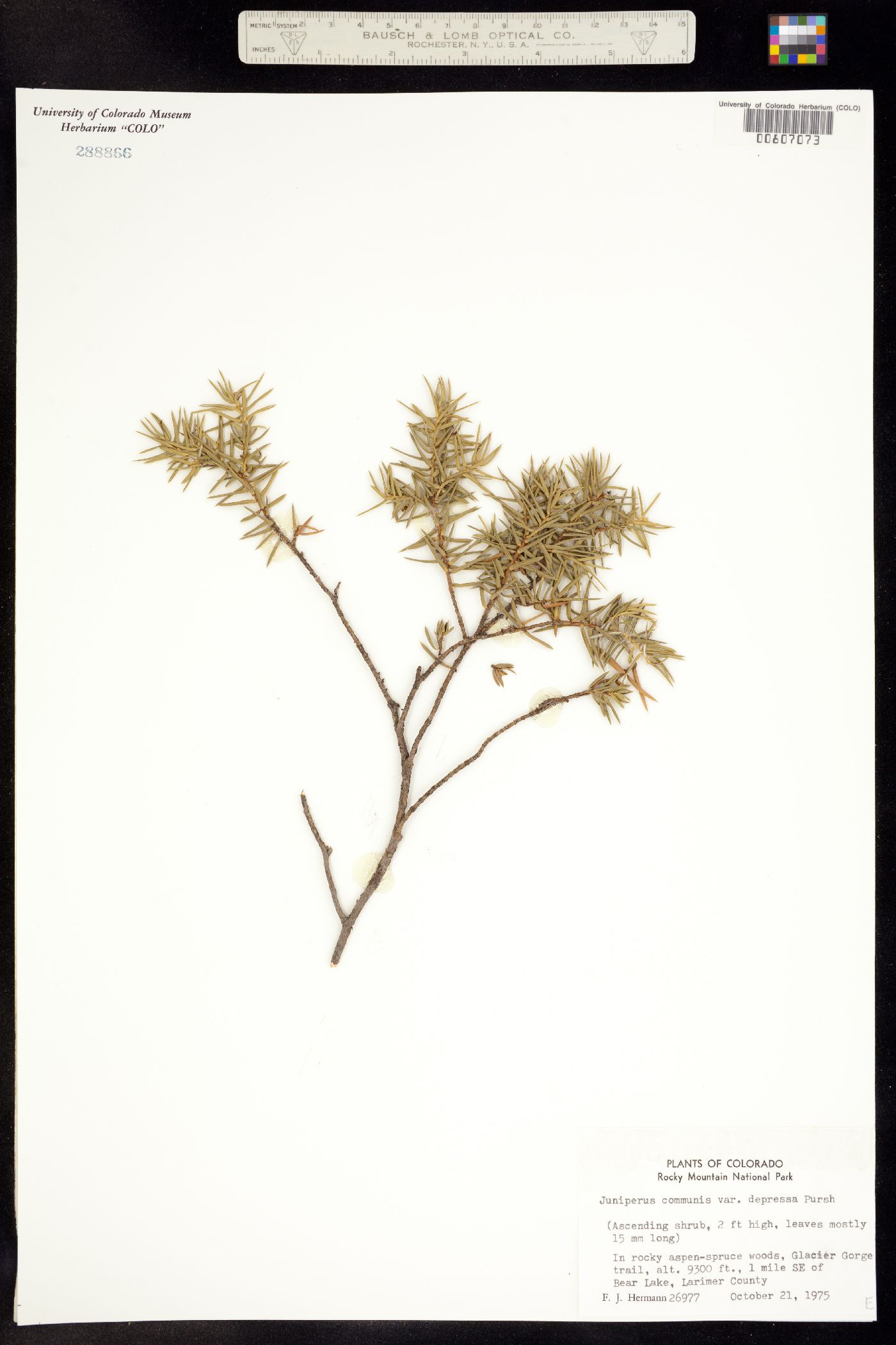 Juniperus communis image