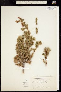 Juniperus communis image