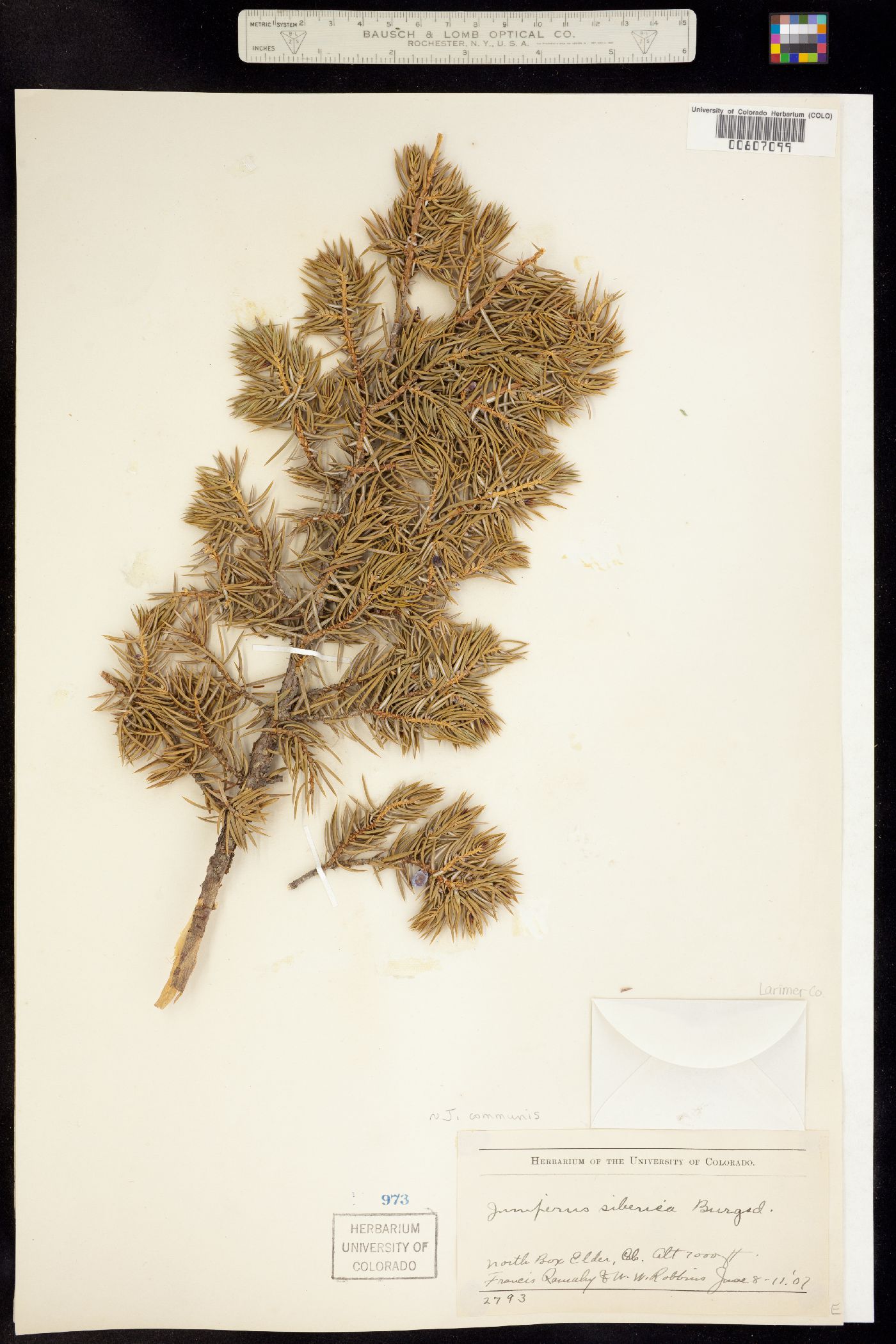 Juniperus communis var. montana image