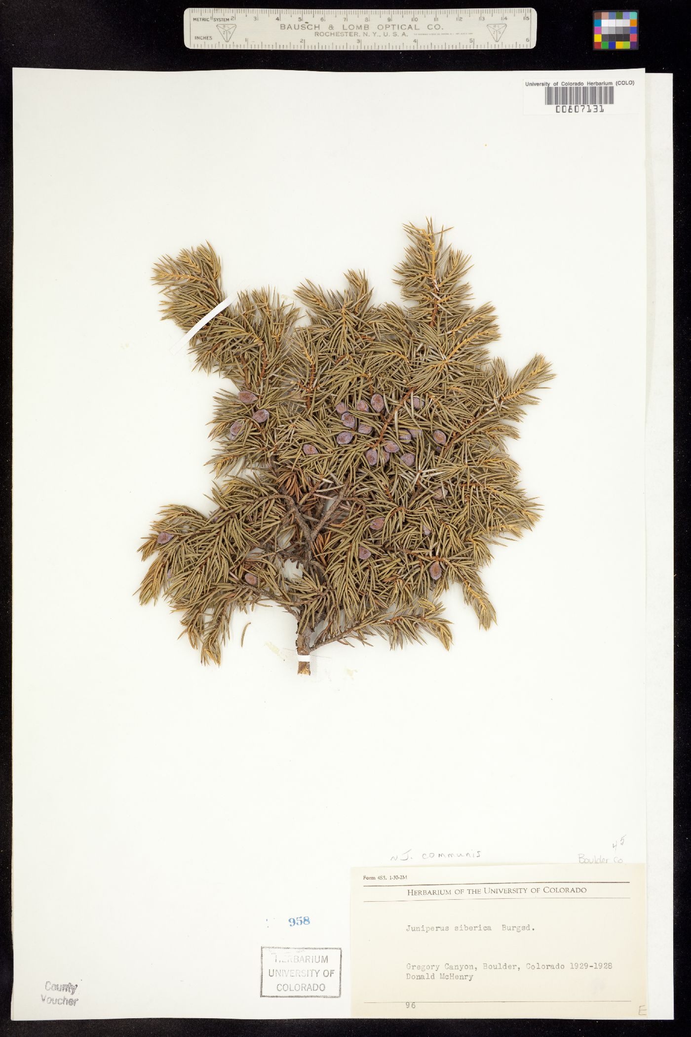 Juniperus communis var. montana image