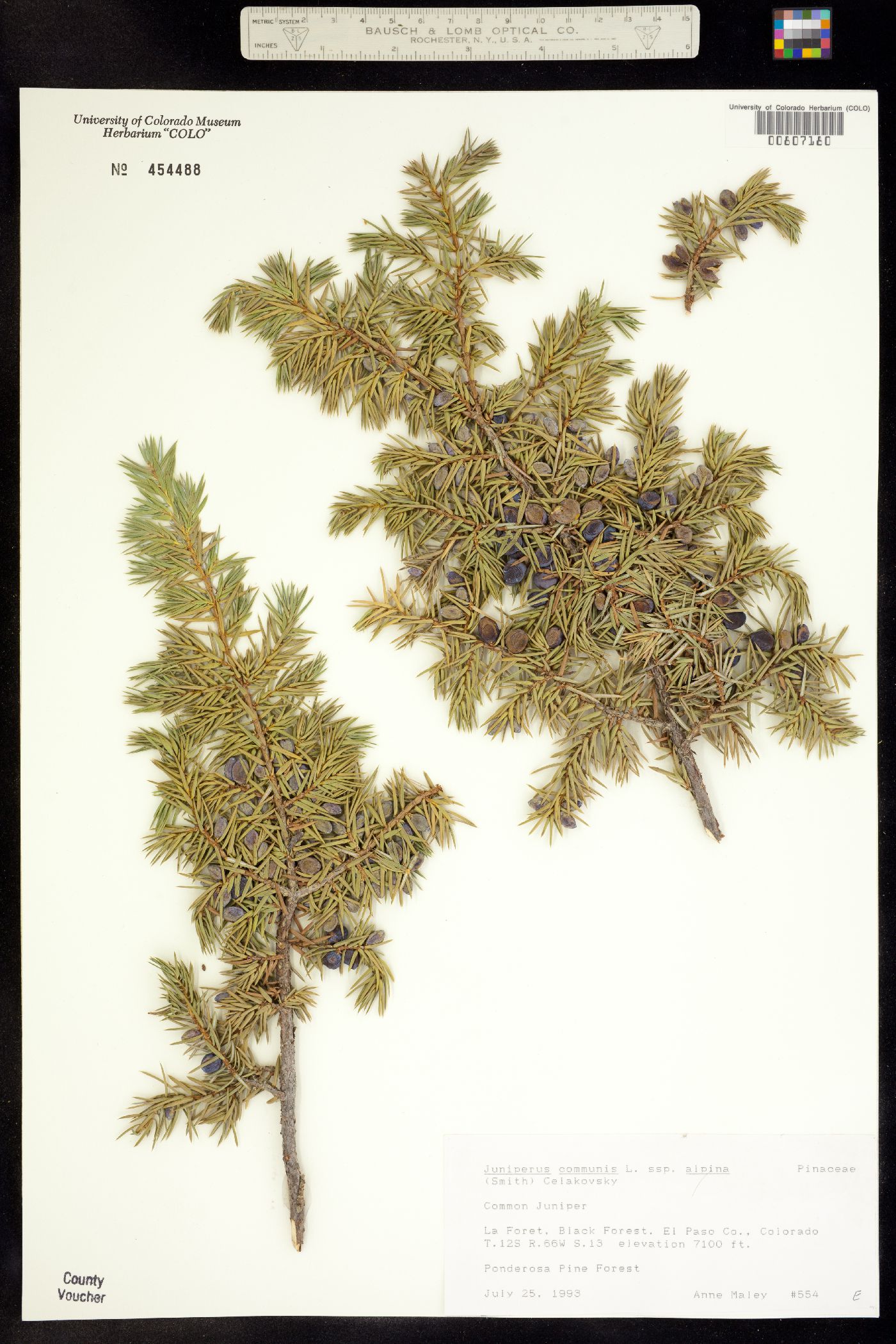 Juniperus communis subsp. alpina image