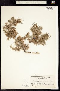 Image of Juniperus nana