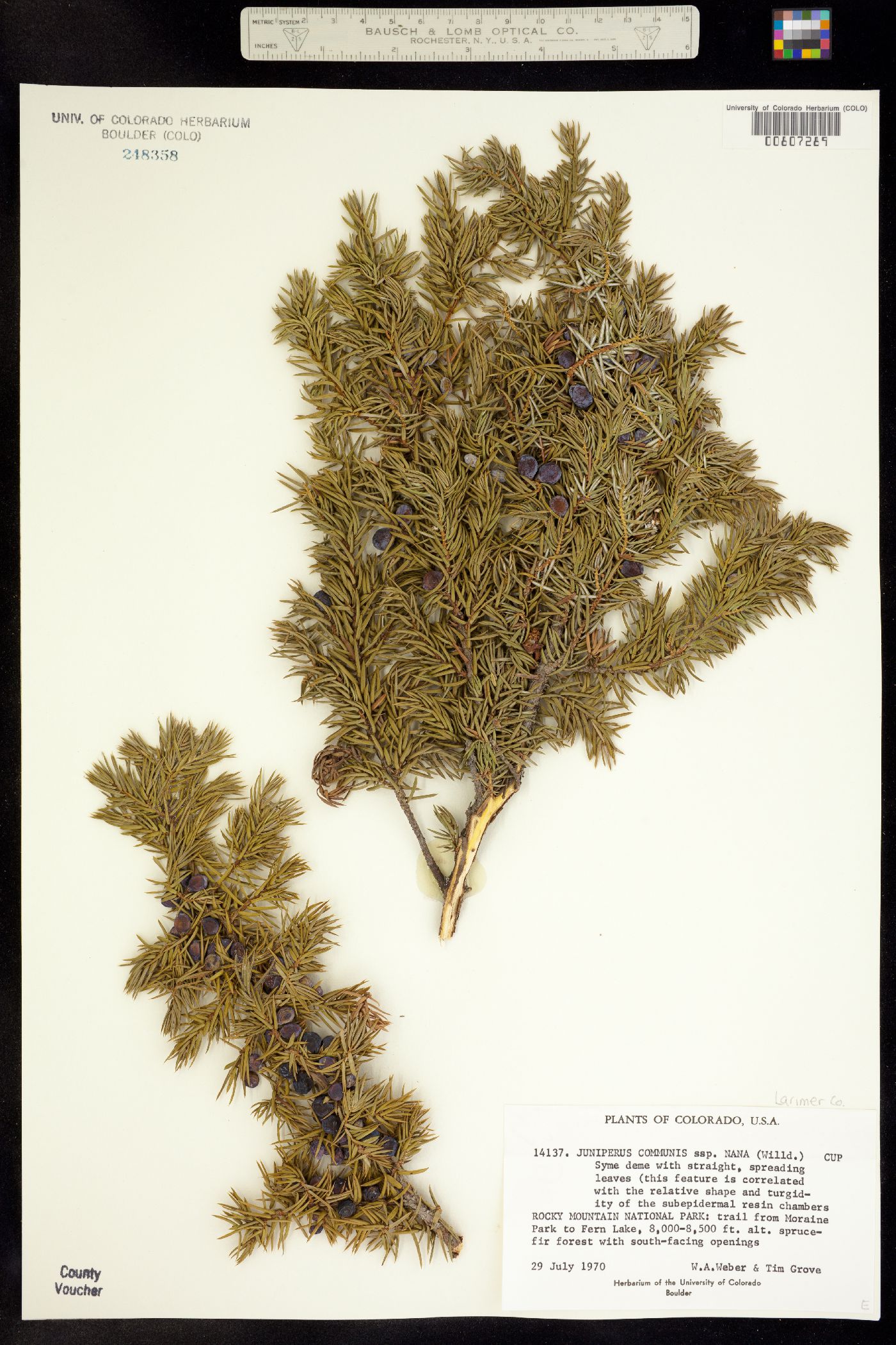 Juniperus communis subsp. alpina image