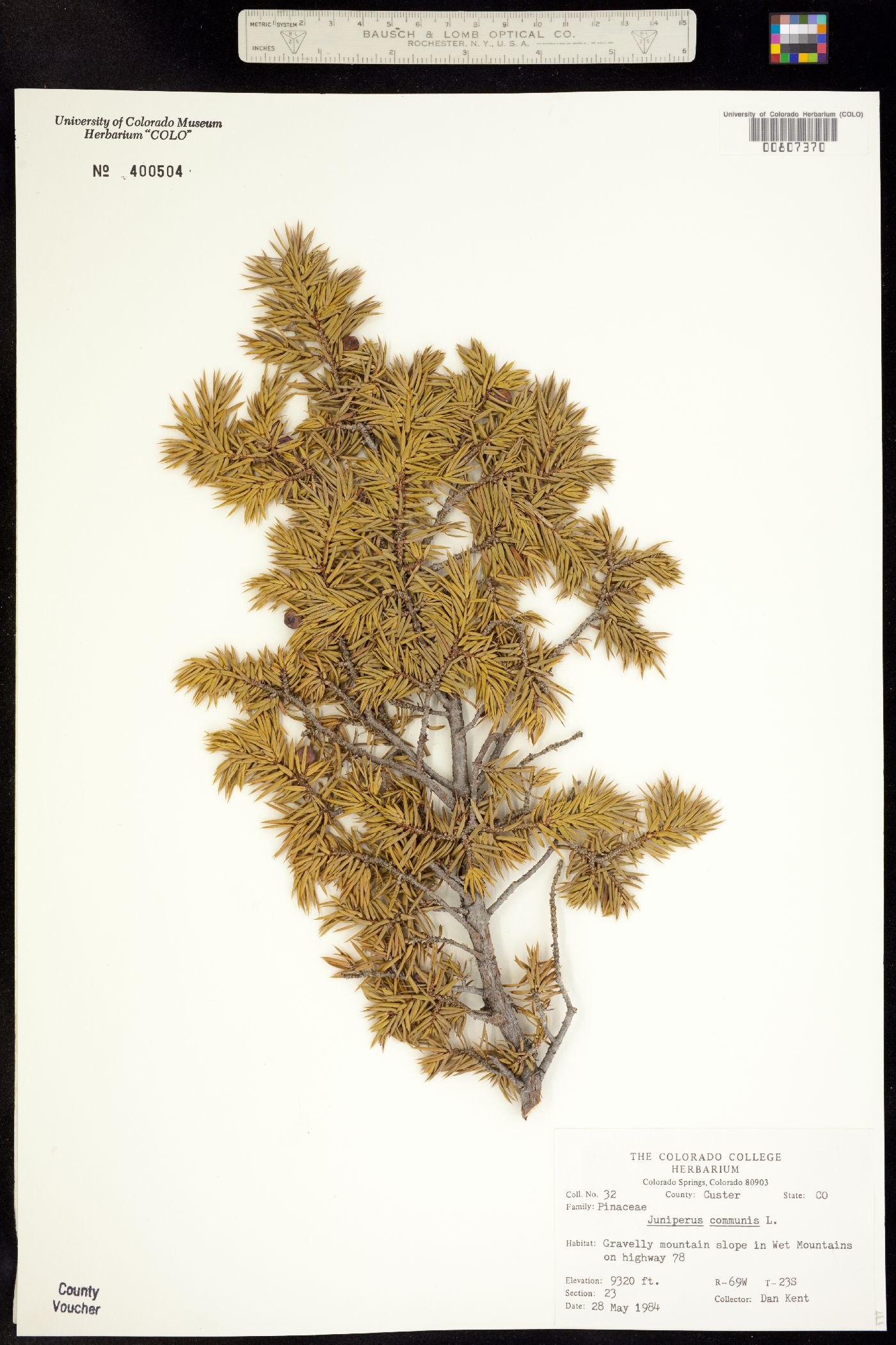Juniperus communis image