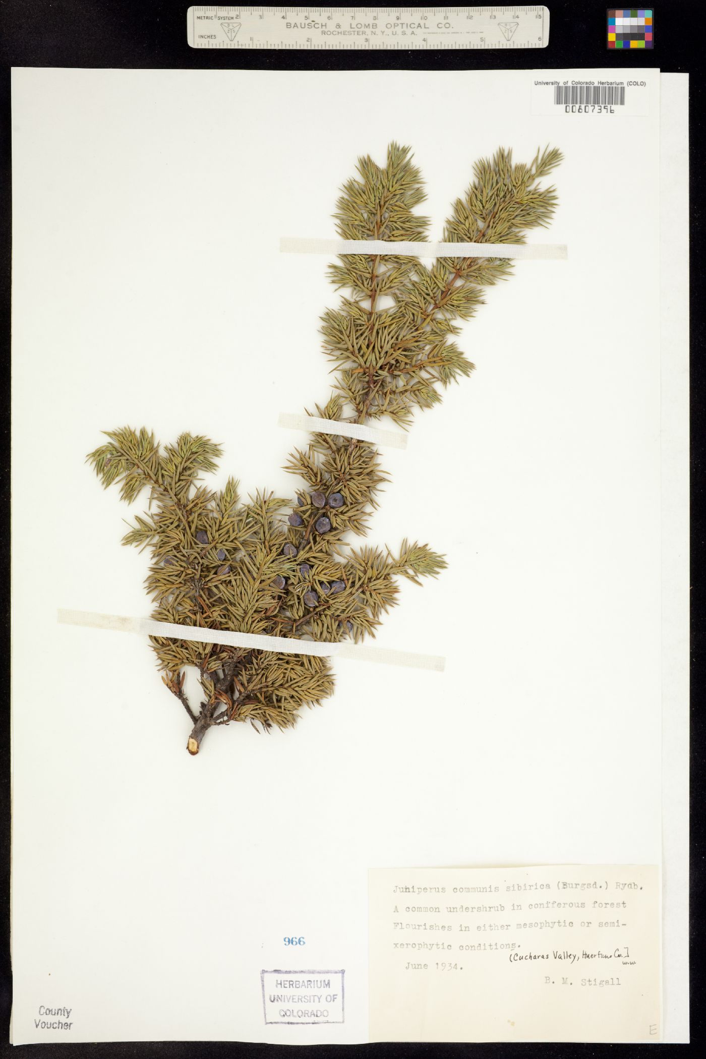 Juniperus communis subsp. alpina image