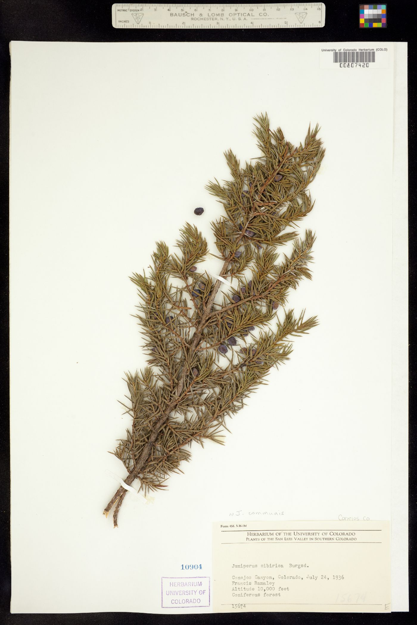 Juniperus communis var. montana image