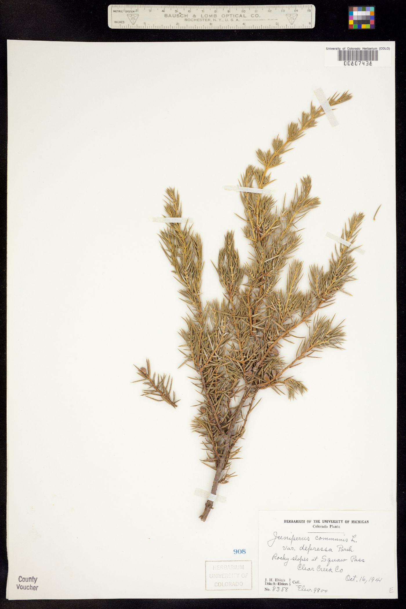 Juniperus communis image