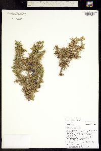 Image of Juniperus communis