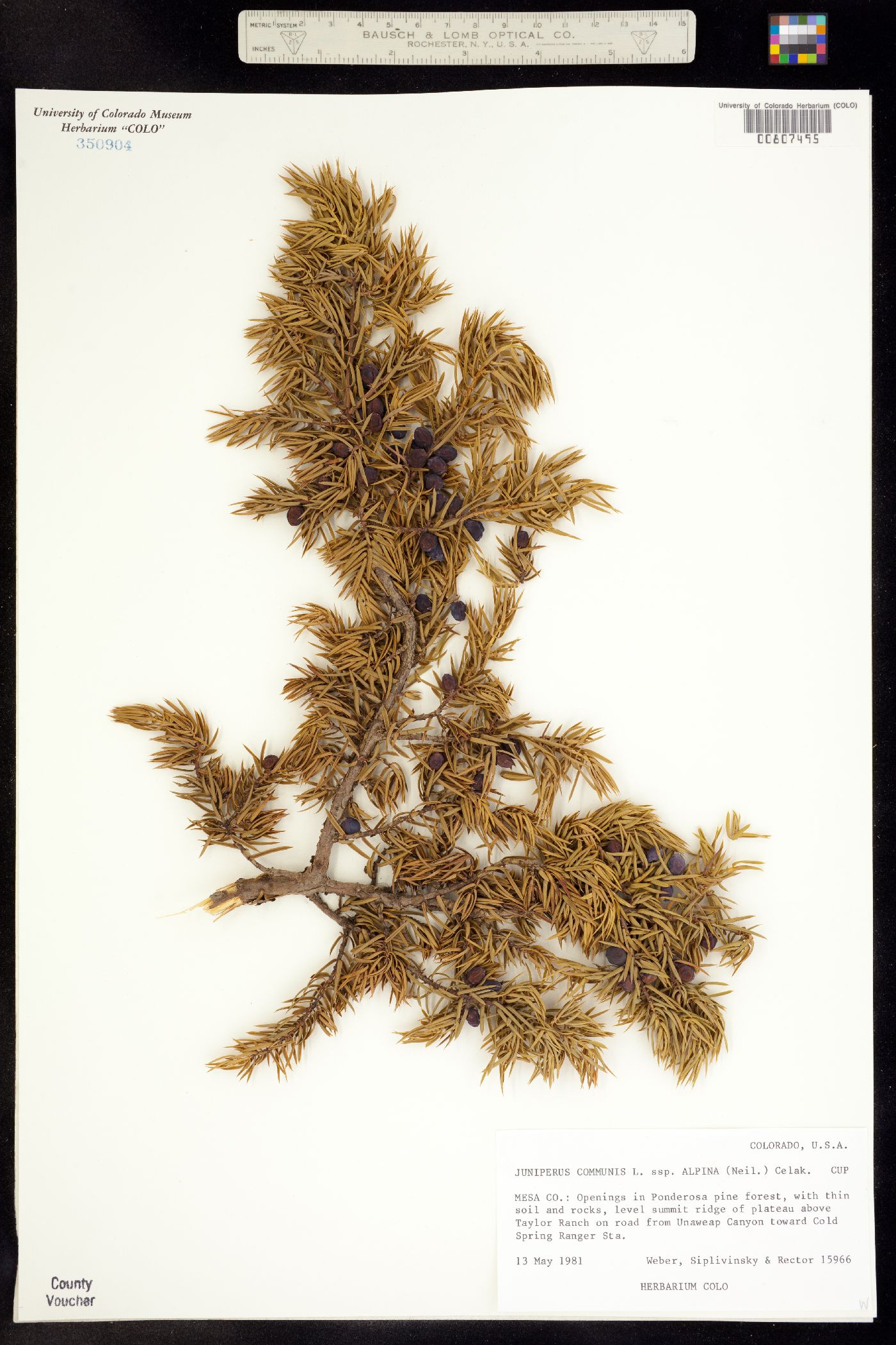 Juniperus communis var. montana image