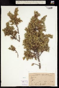 Juniperus communis subsp. alpina image