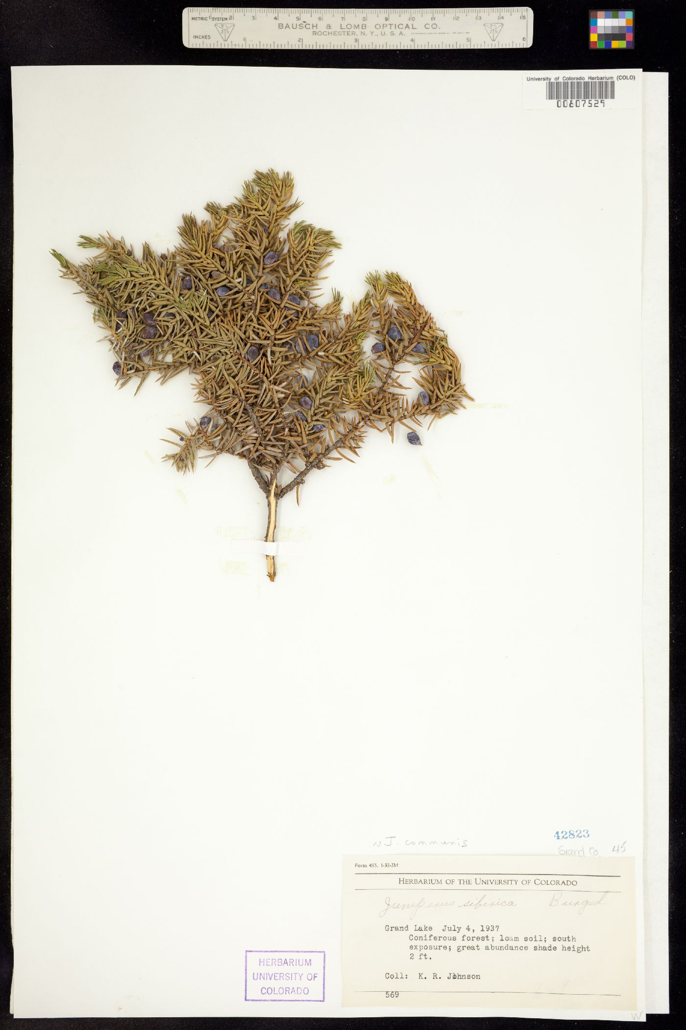 Juniperus communis var. montana image