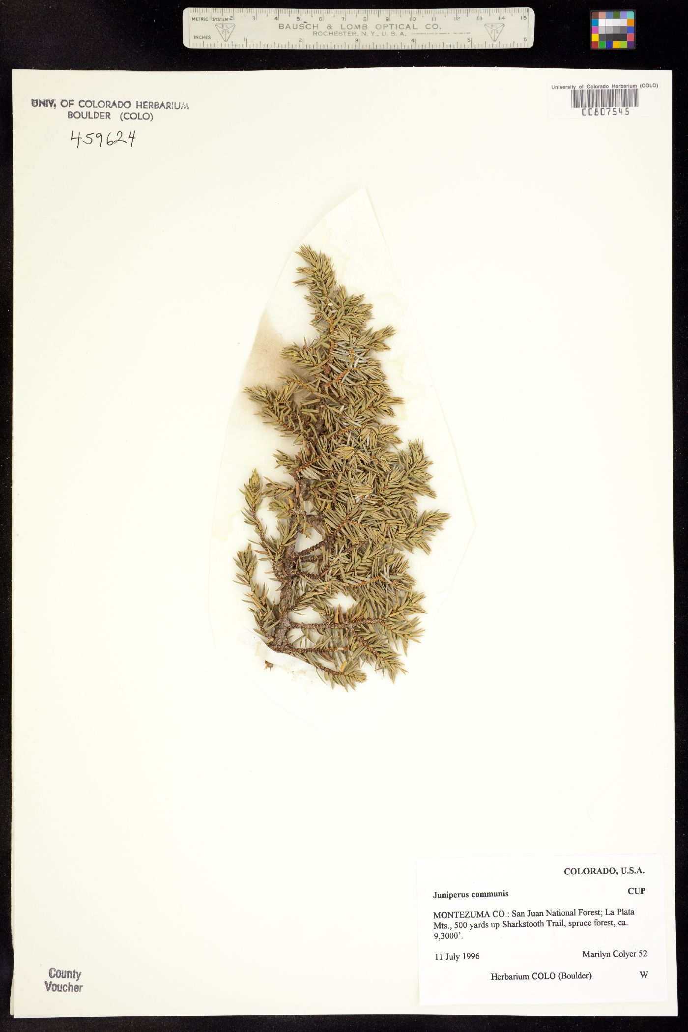 Juniperus image