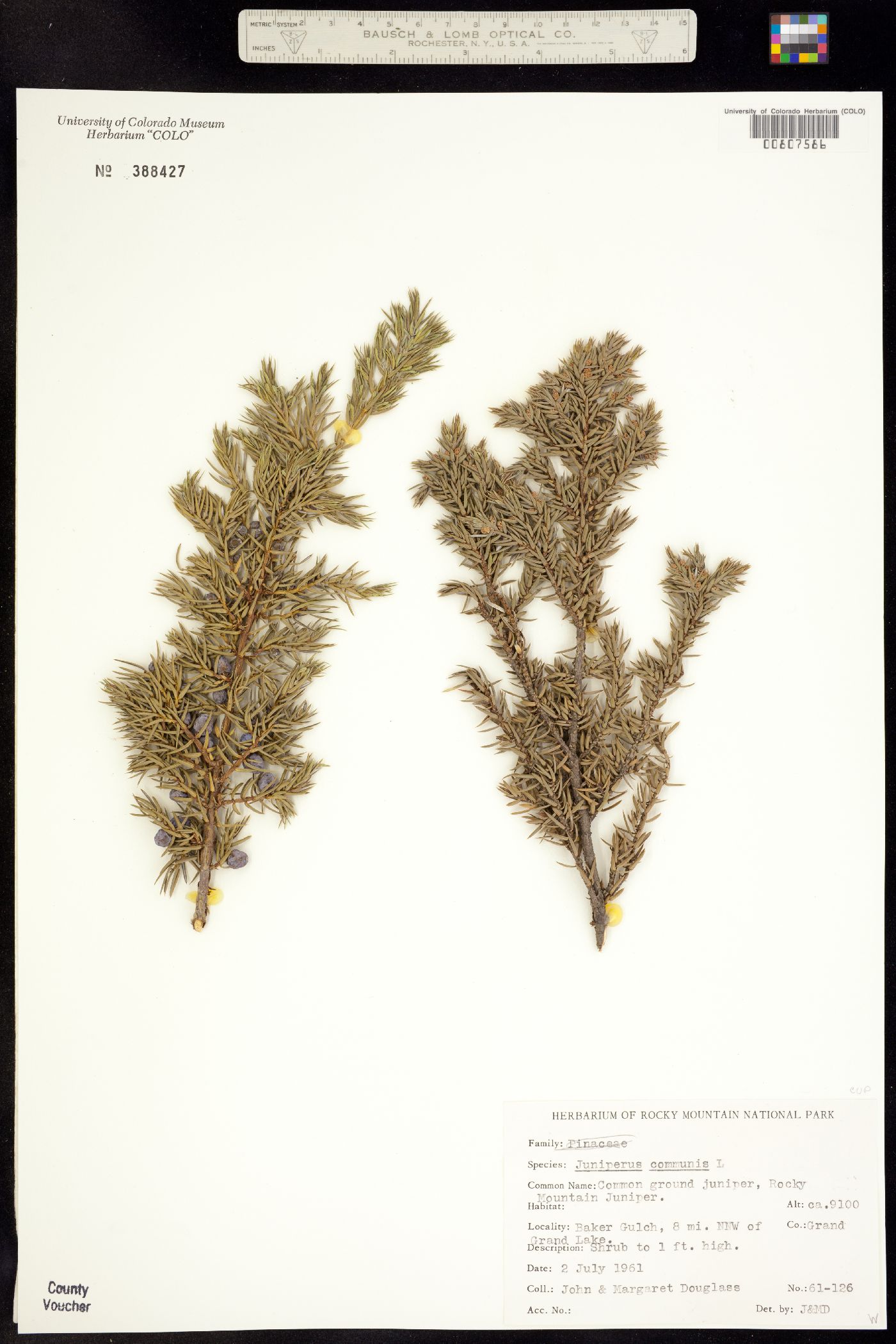 Juniperus image