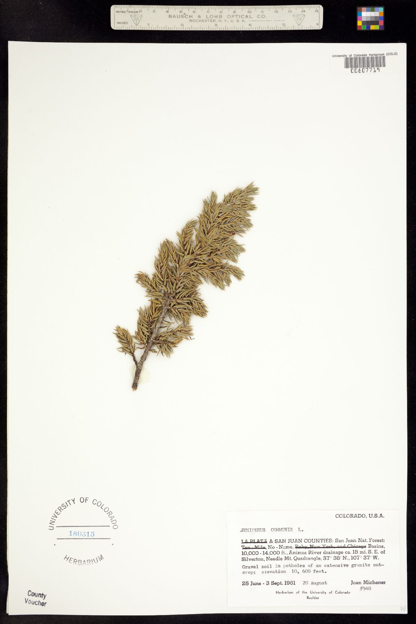 Juniperus communis var. montana image