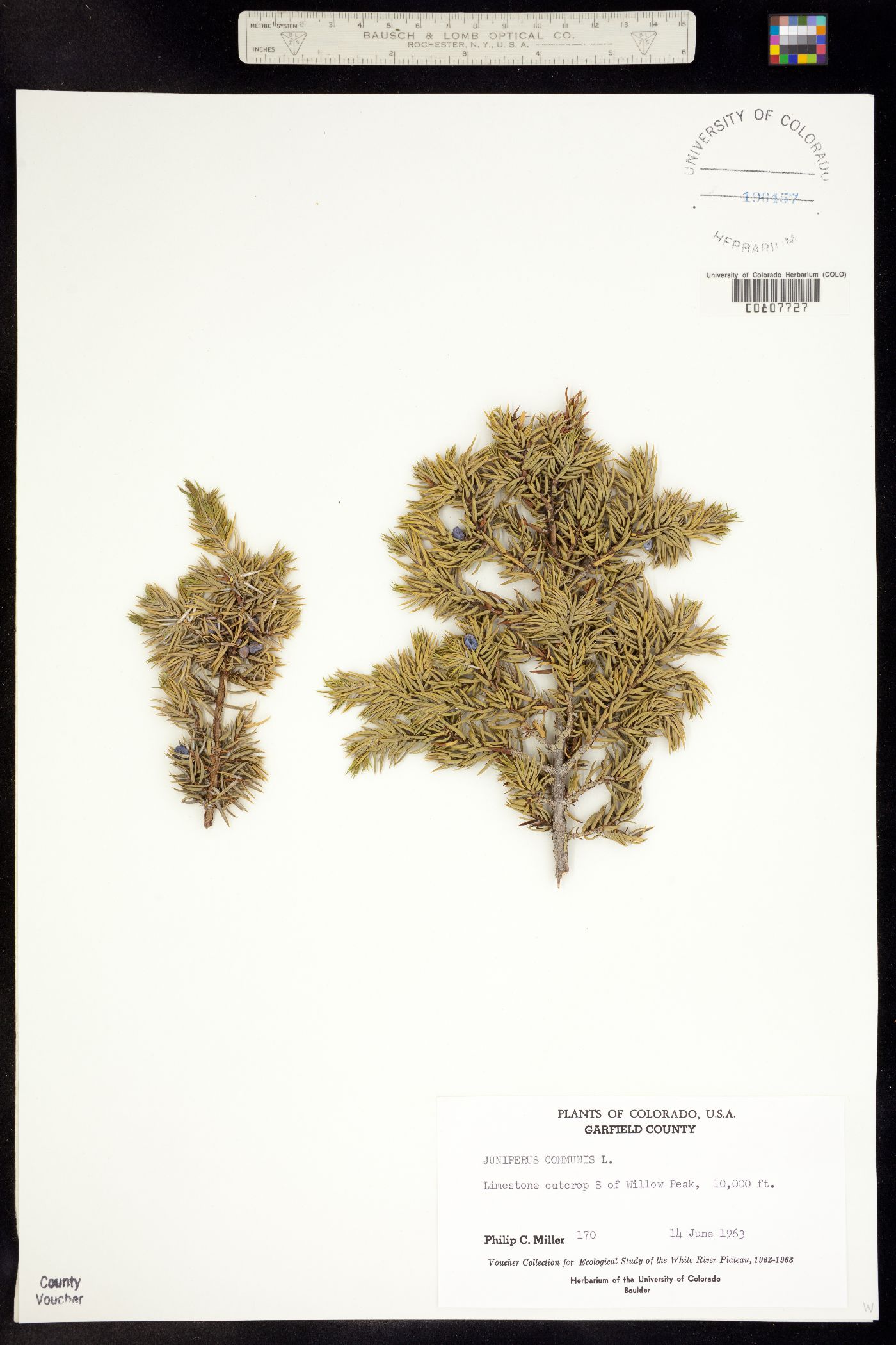 Juniperus communis var. montana image