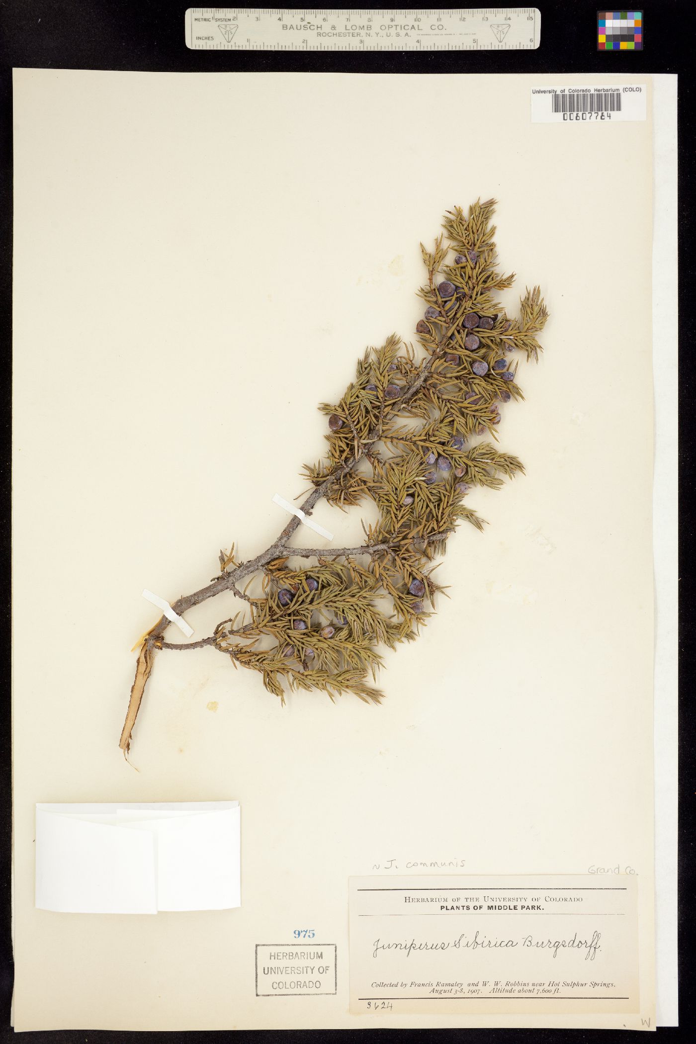 Juniperus communis var. montana image