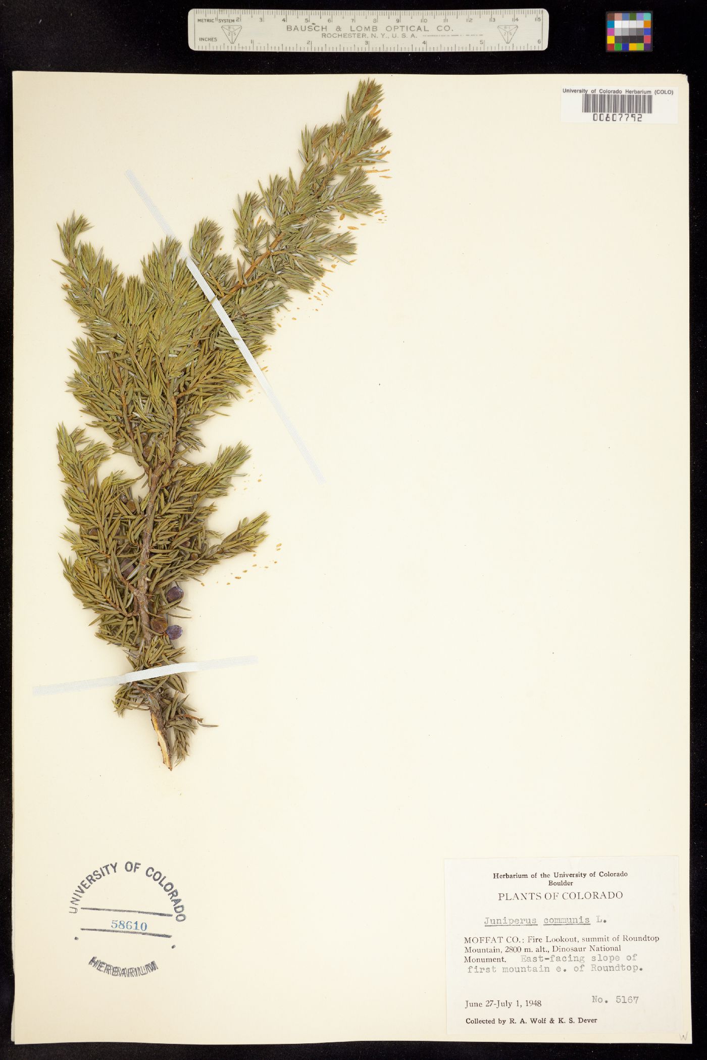 Juniperus communis var. montana image