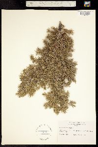 Juniperus communis var. montana image