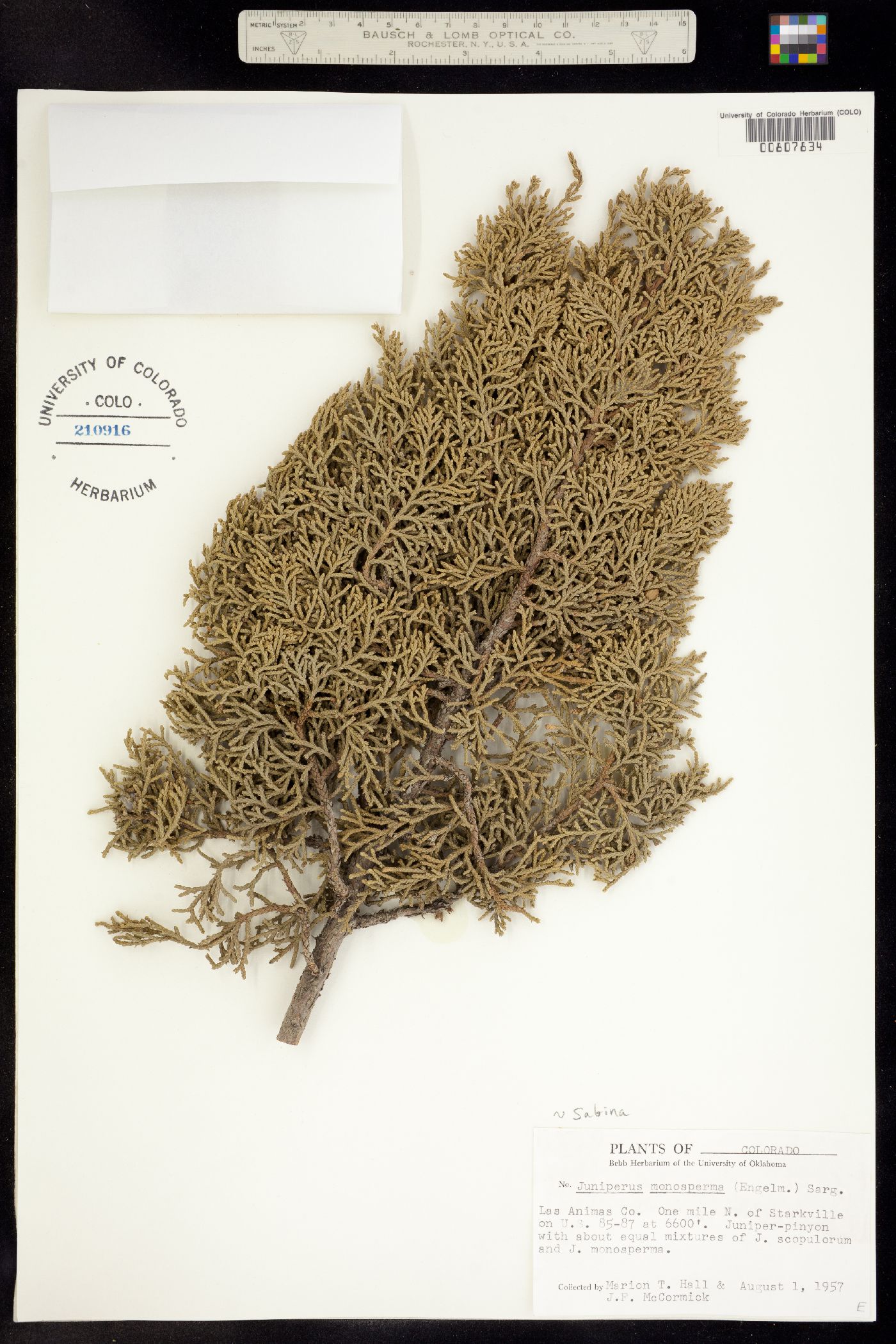 Juniperus image