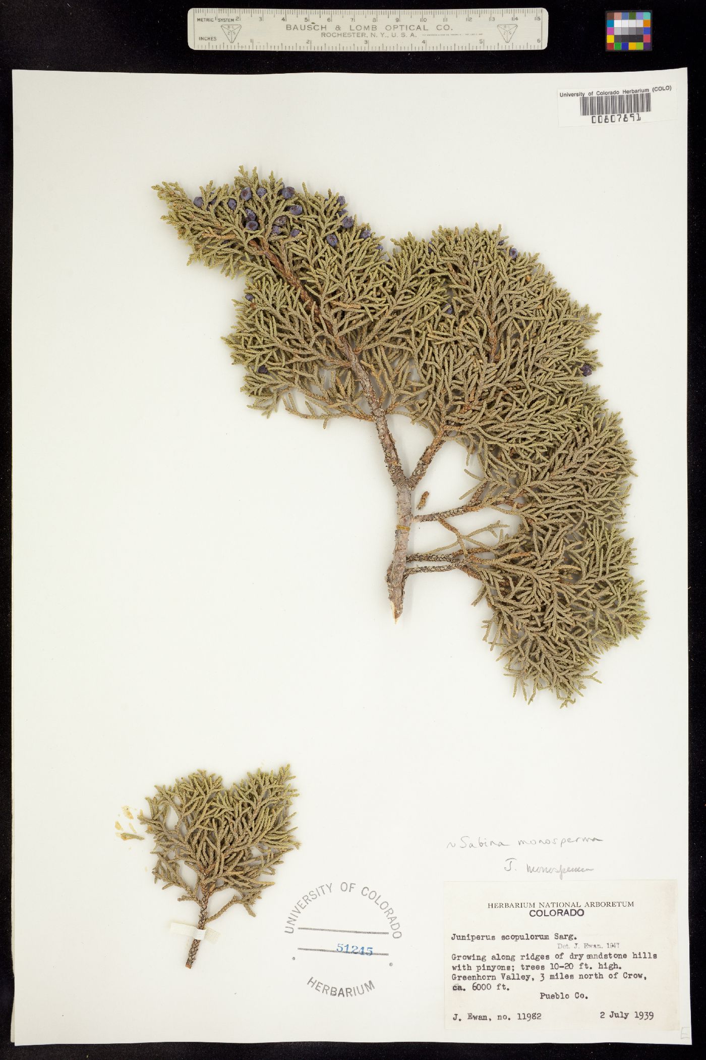Juniperus image