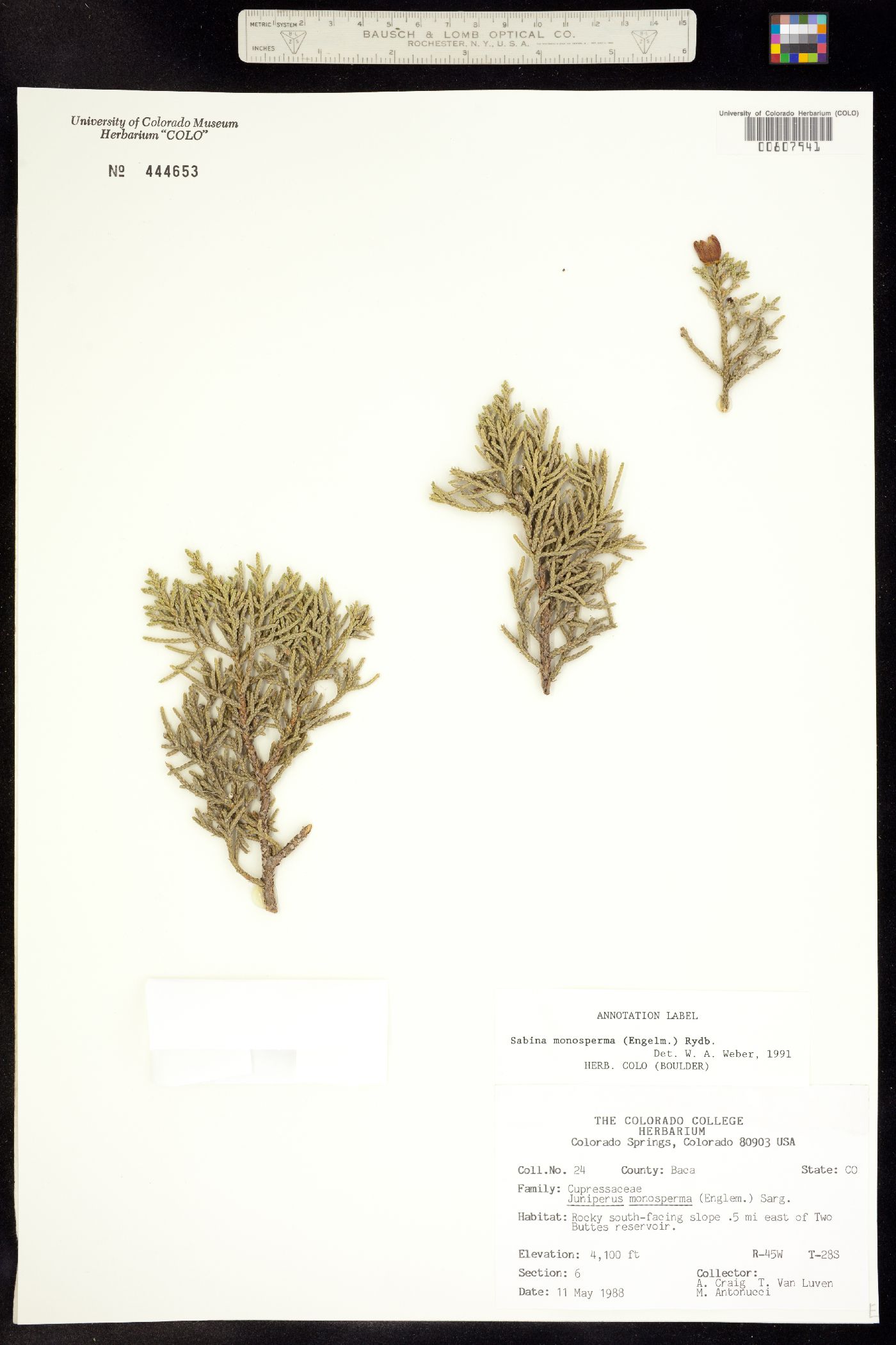 Juniperus monosperma image