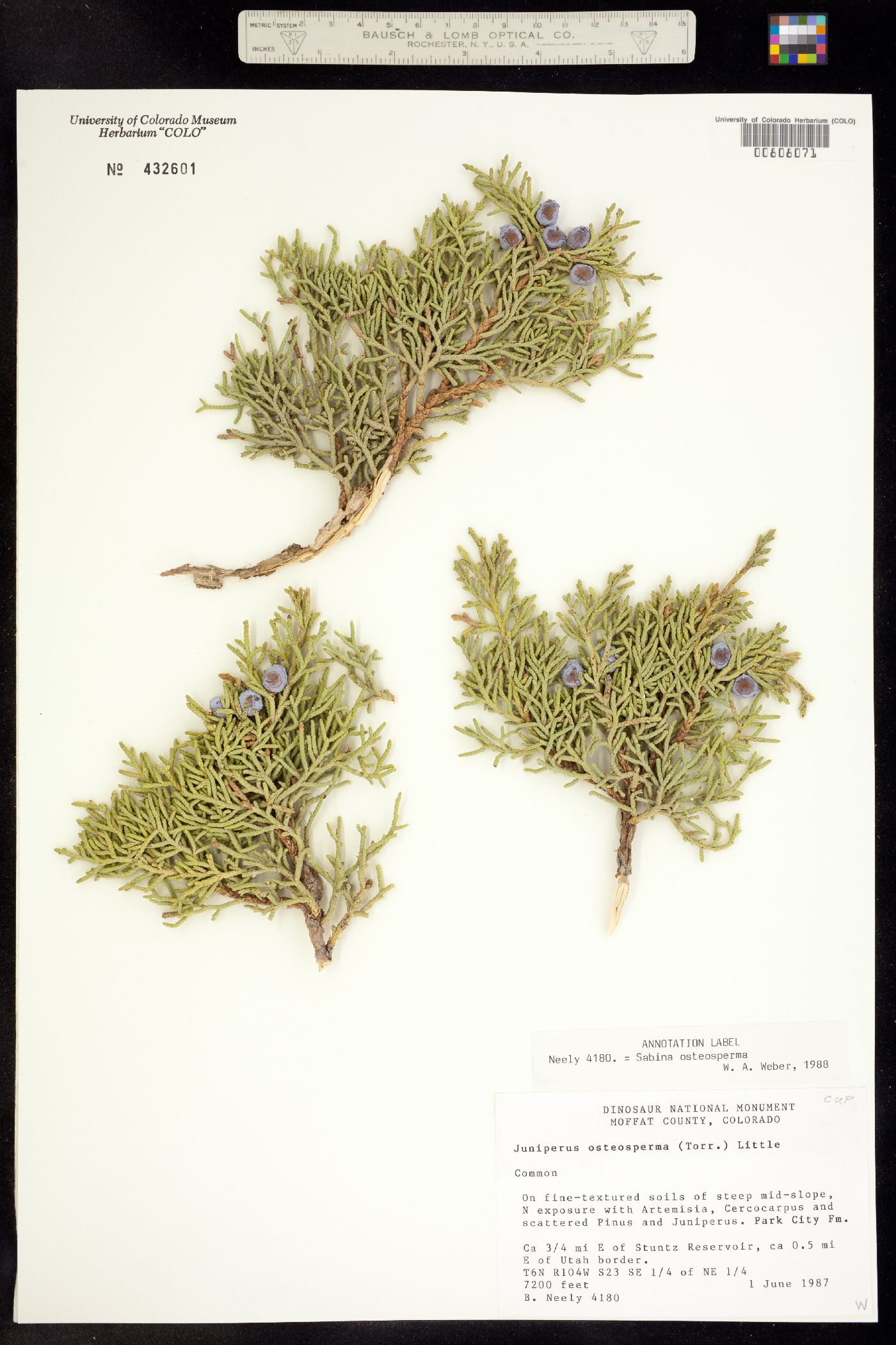 Juniperus osteosperma image