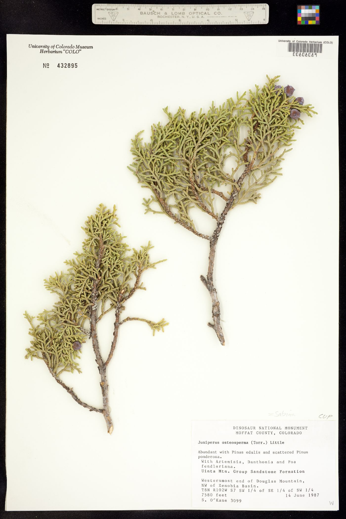Juniperus osteosperma image