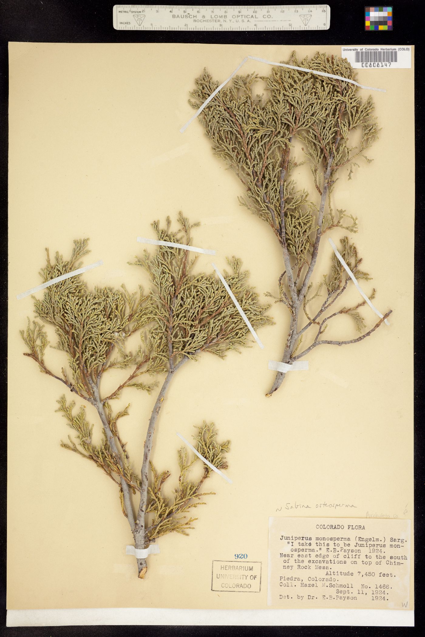 Juniperus osteosperma image