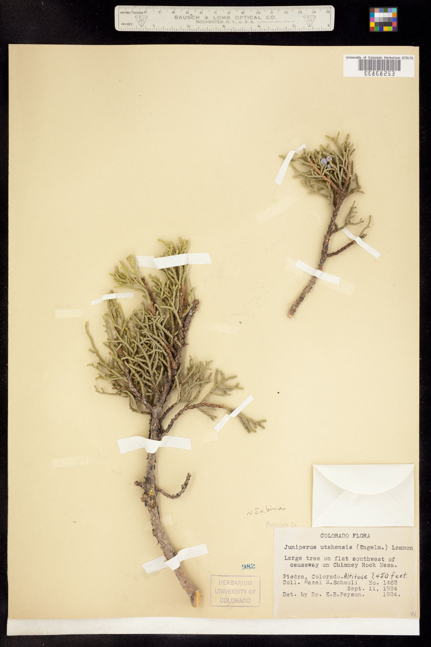 Juniperus osteosperma image