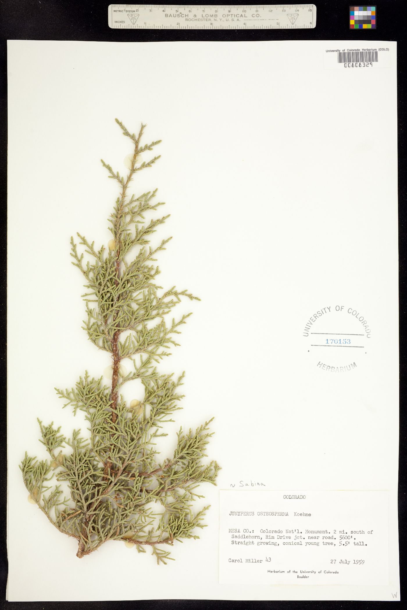 Juniperus osteosperma image