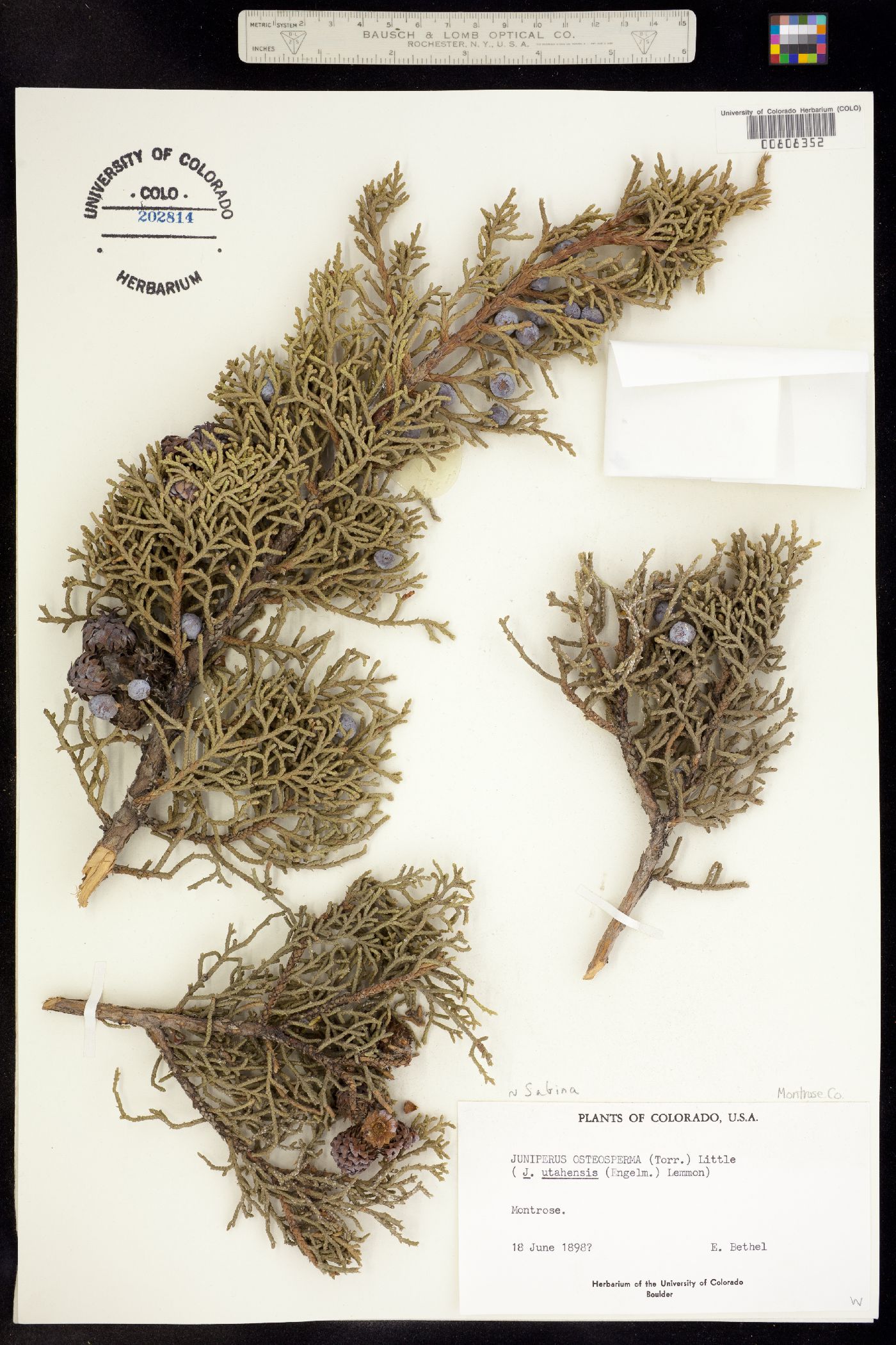 Juniperus osteosperma image