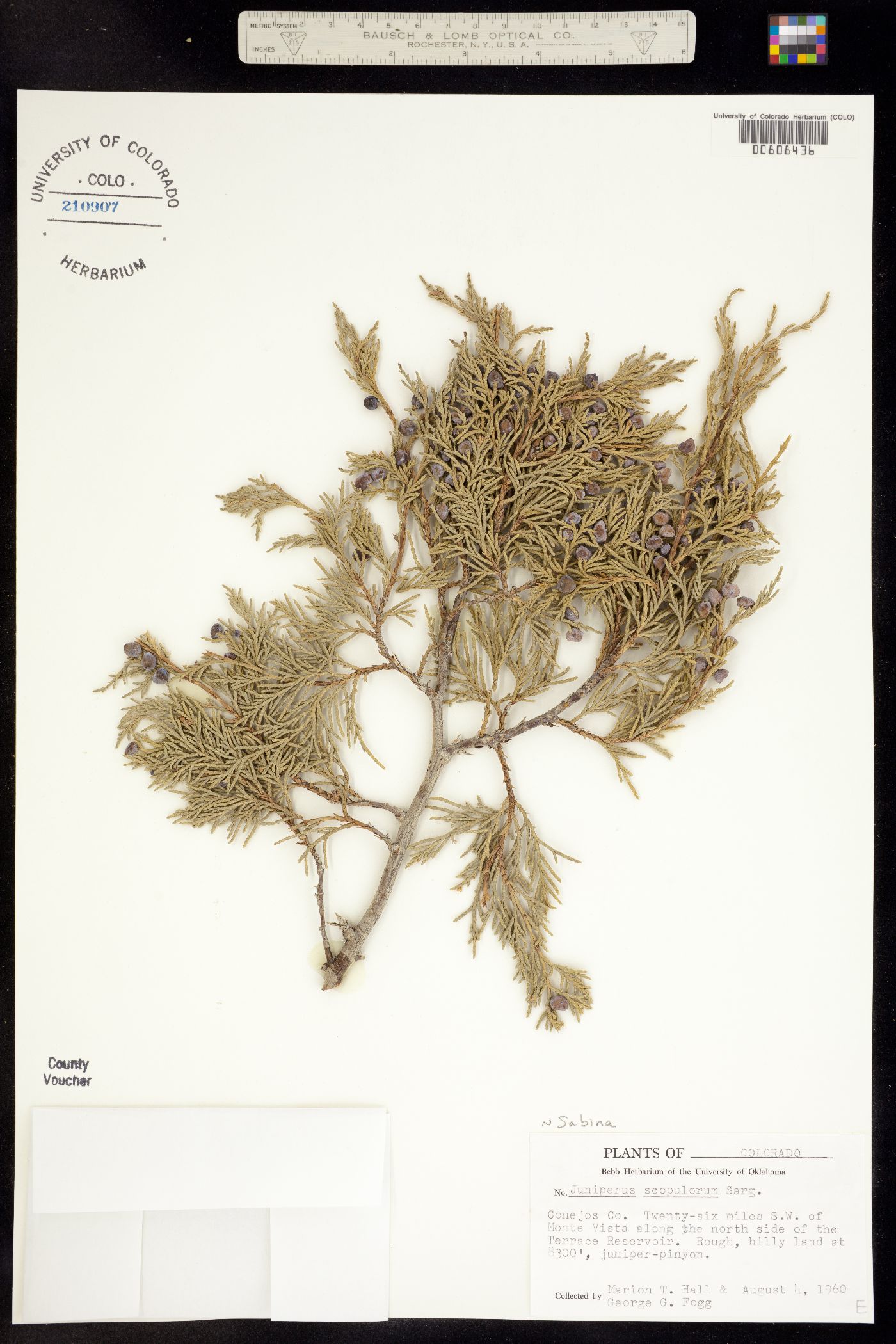 Juniperus scopulorum image