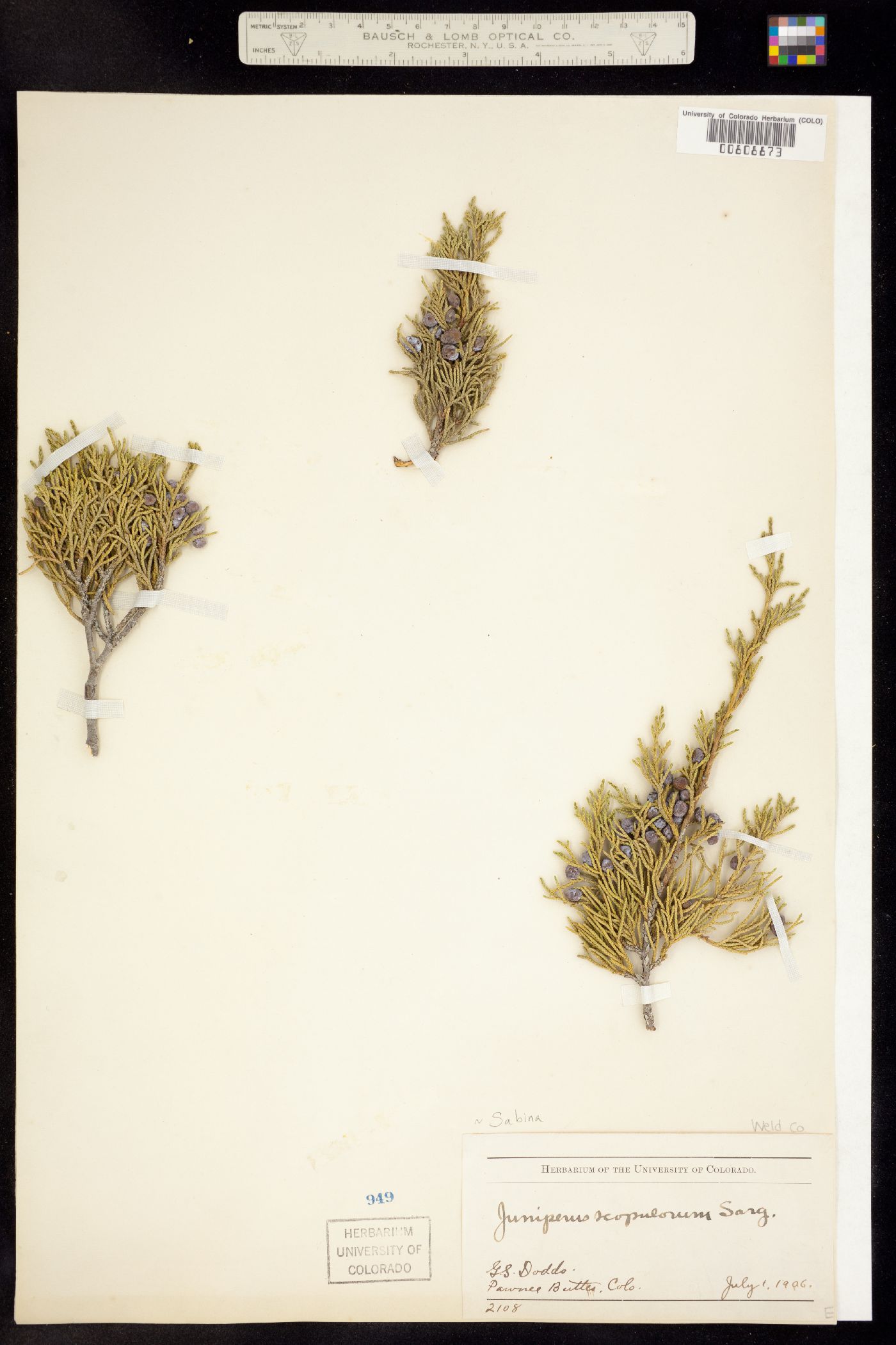 Juniperus scopulorum image
