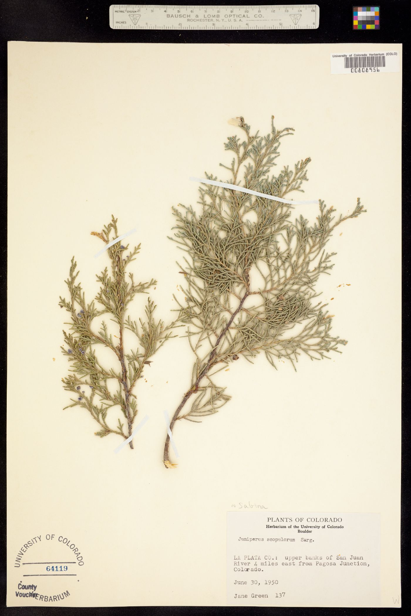 Juniperus image