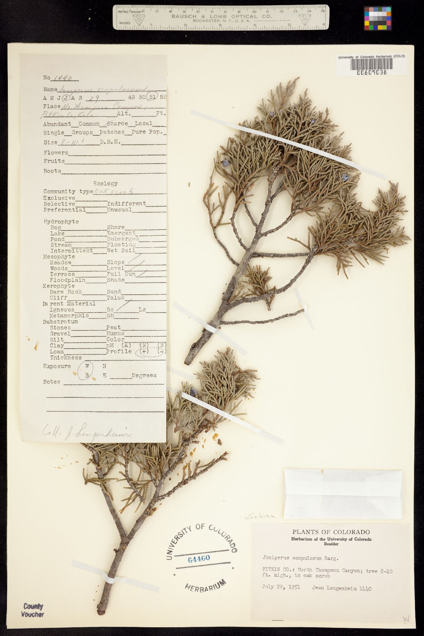 Juniperus image