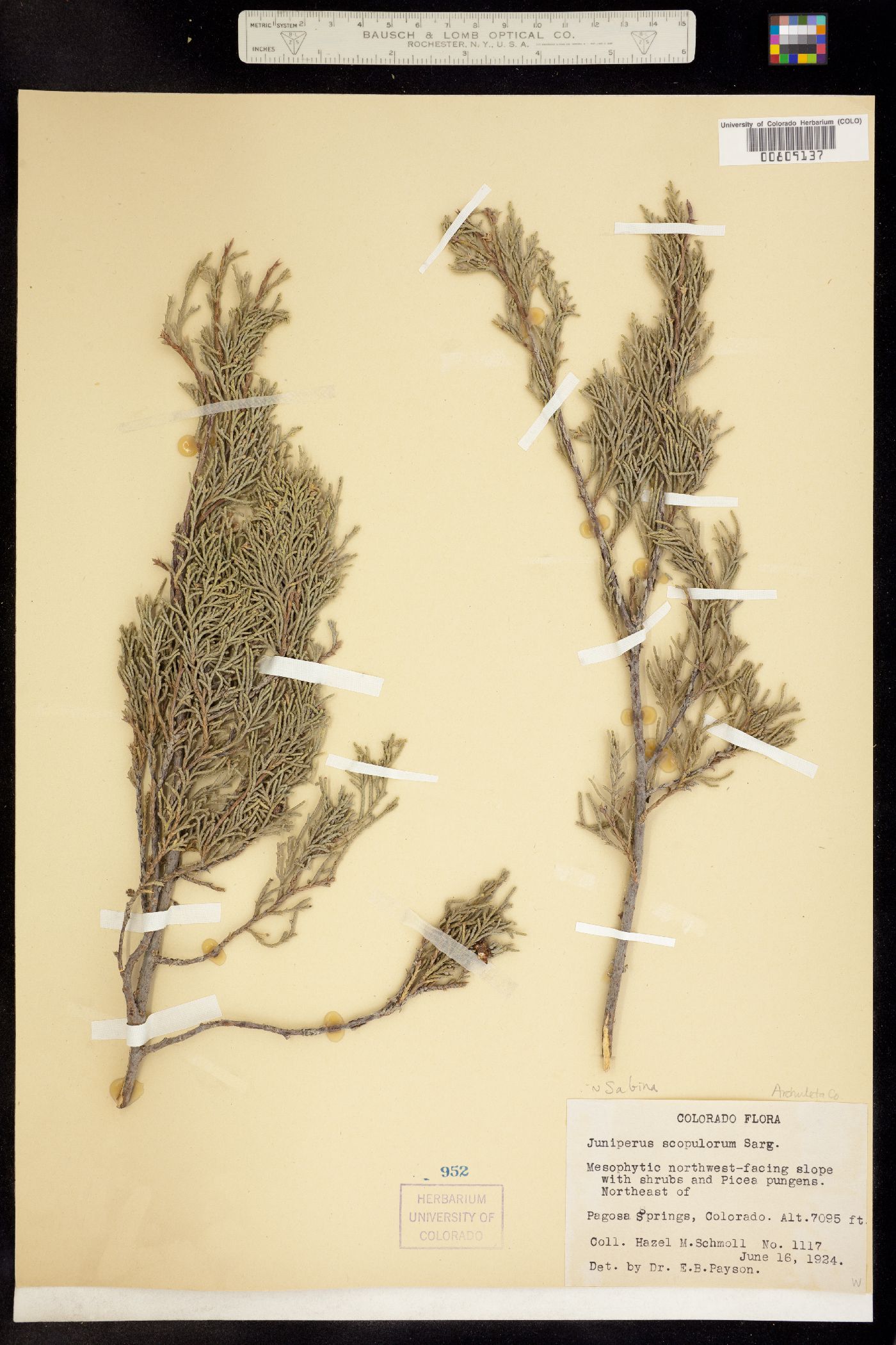Cupressaceae image
