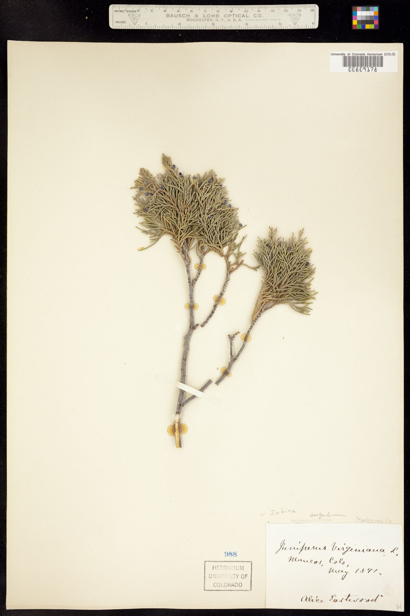 Juniperus scopulorum image