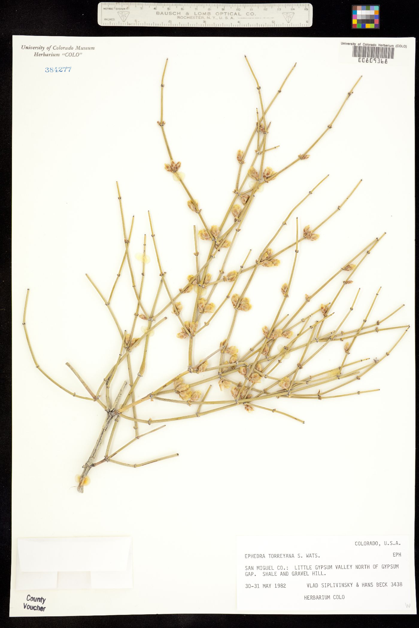 Ephedra torreyana image