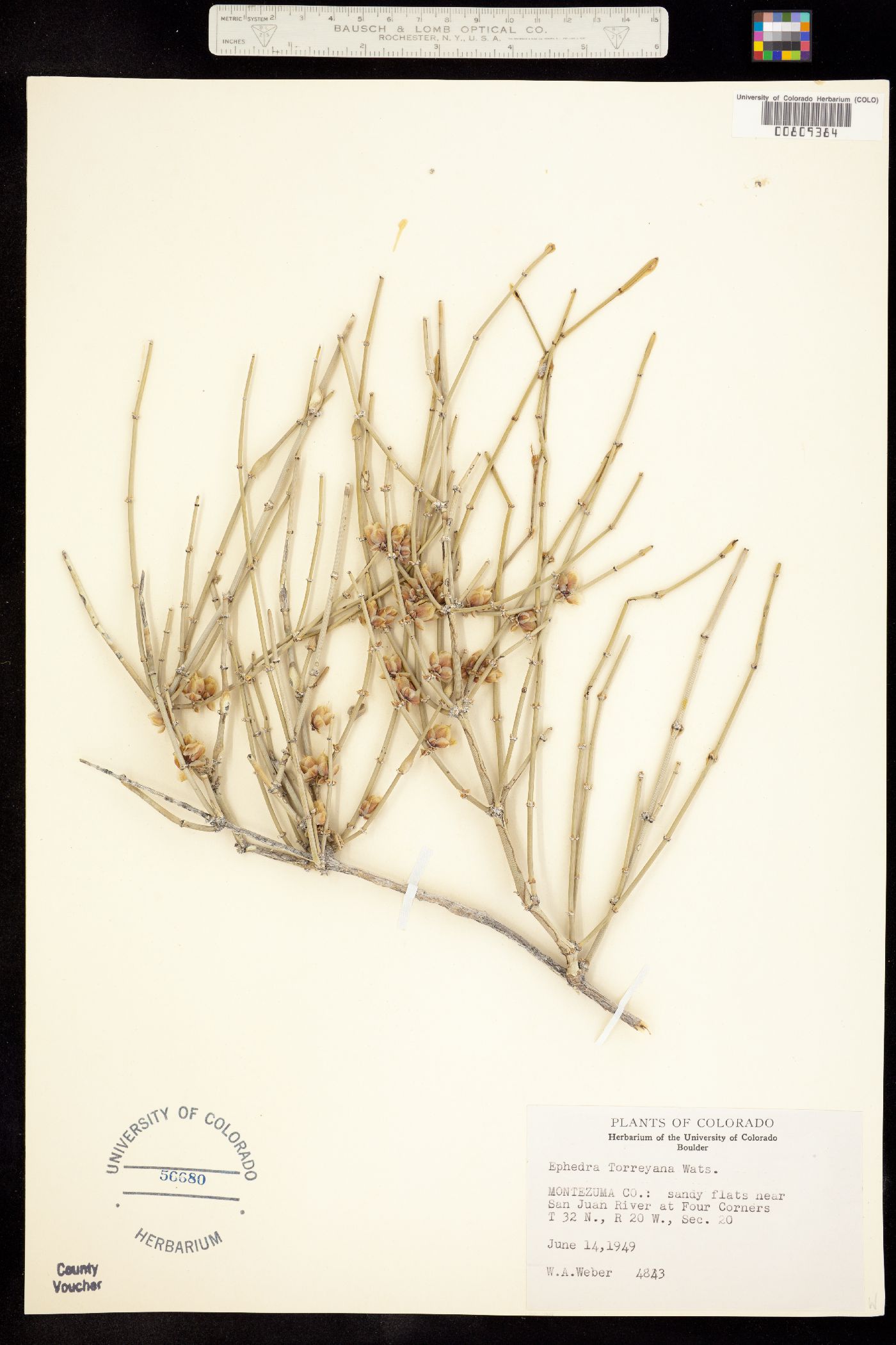 Ephedra torreyana image