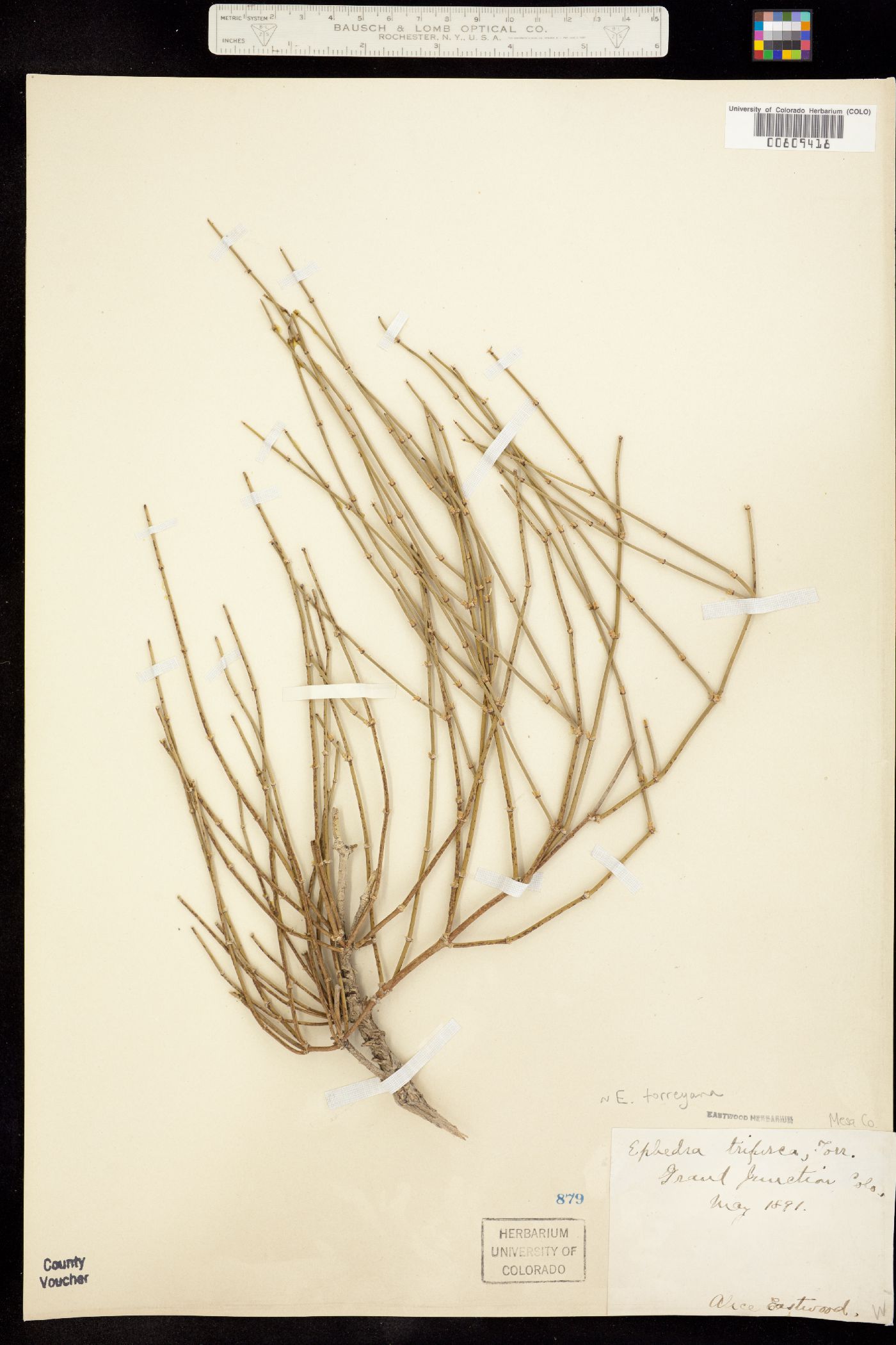 Ephedra torreyana image